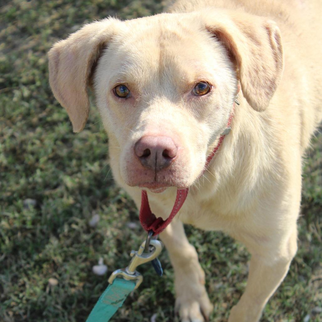 Enlarge Luisa, a Adoptable Retriever in Cleveland, MS image 2/5