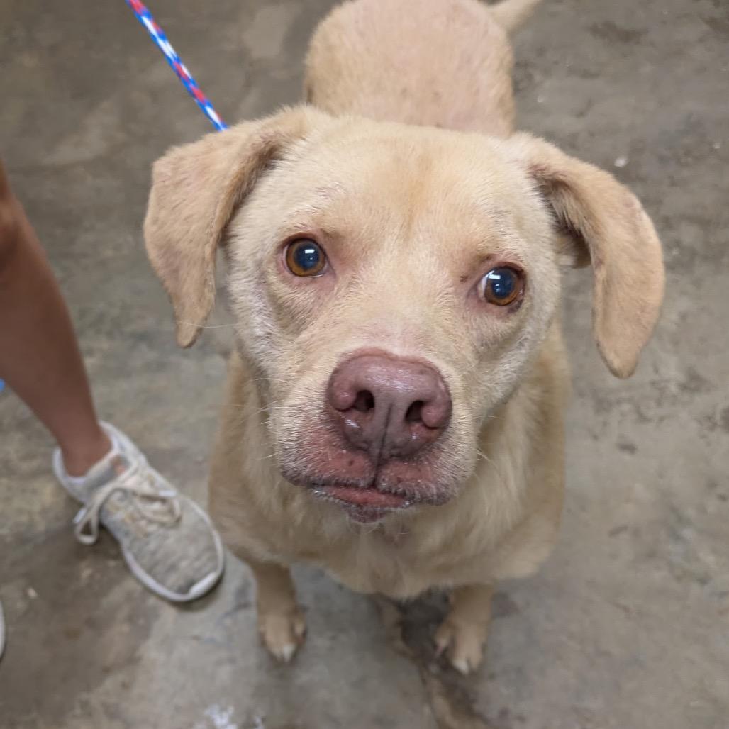 Enlarge Luisa, a Adoptable Retriever in Cleveland, MS image 3/5