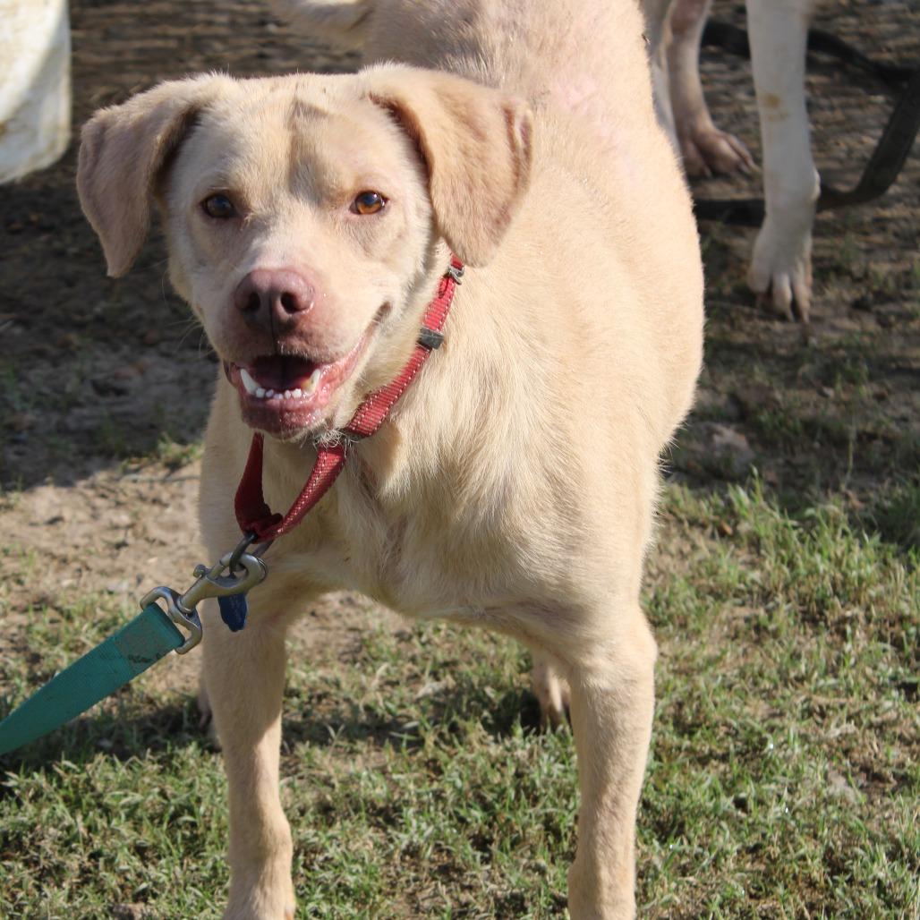 Enlarge Luisa, a Adoptable Retriever in Cleveland, MS image 5/5