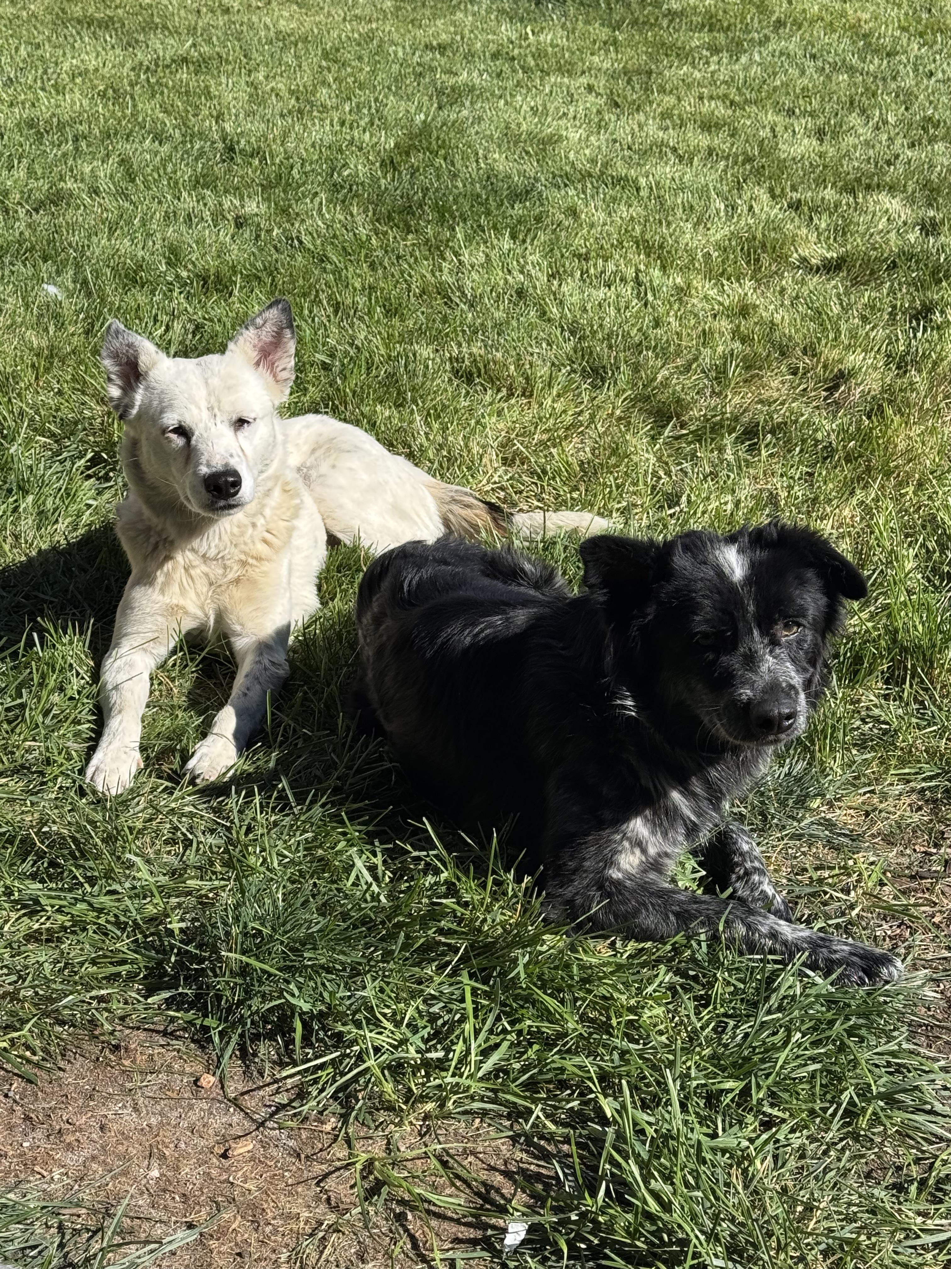 Enlarge Arabella, a Adoptable Australian Cattle Dog / Blue Heeler in Thornton, CO image 2/3