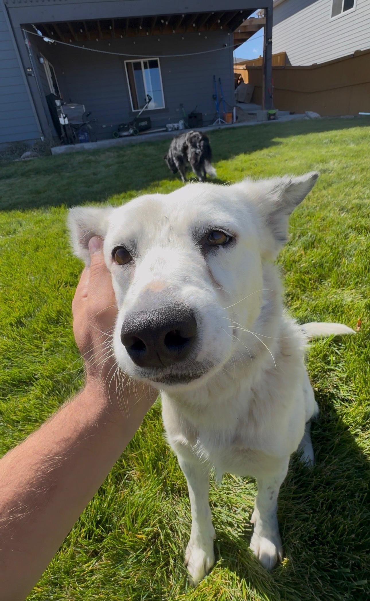 Arabella, Adoptable, Adult Female Australian Cattle Dog / Blue Heeler.