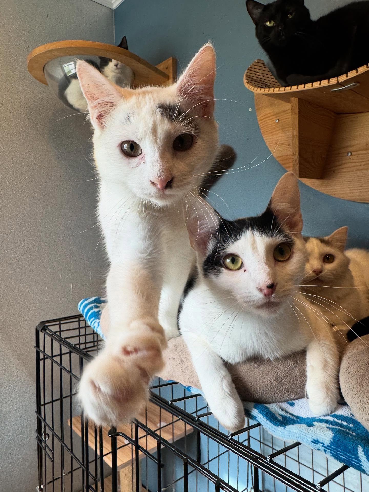 Blue & Magenta, a Adoptable Domestic Short Hair in Levittown, PA image 2/3