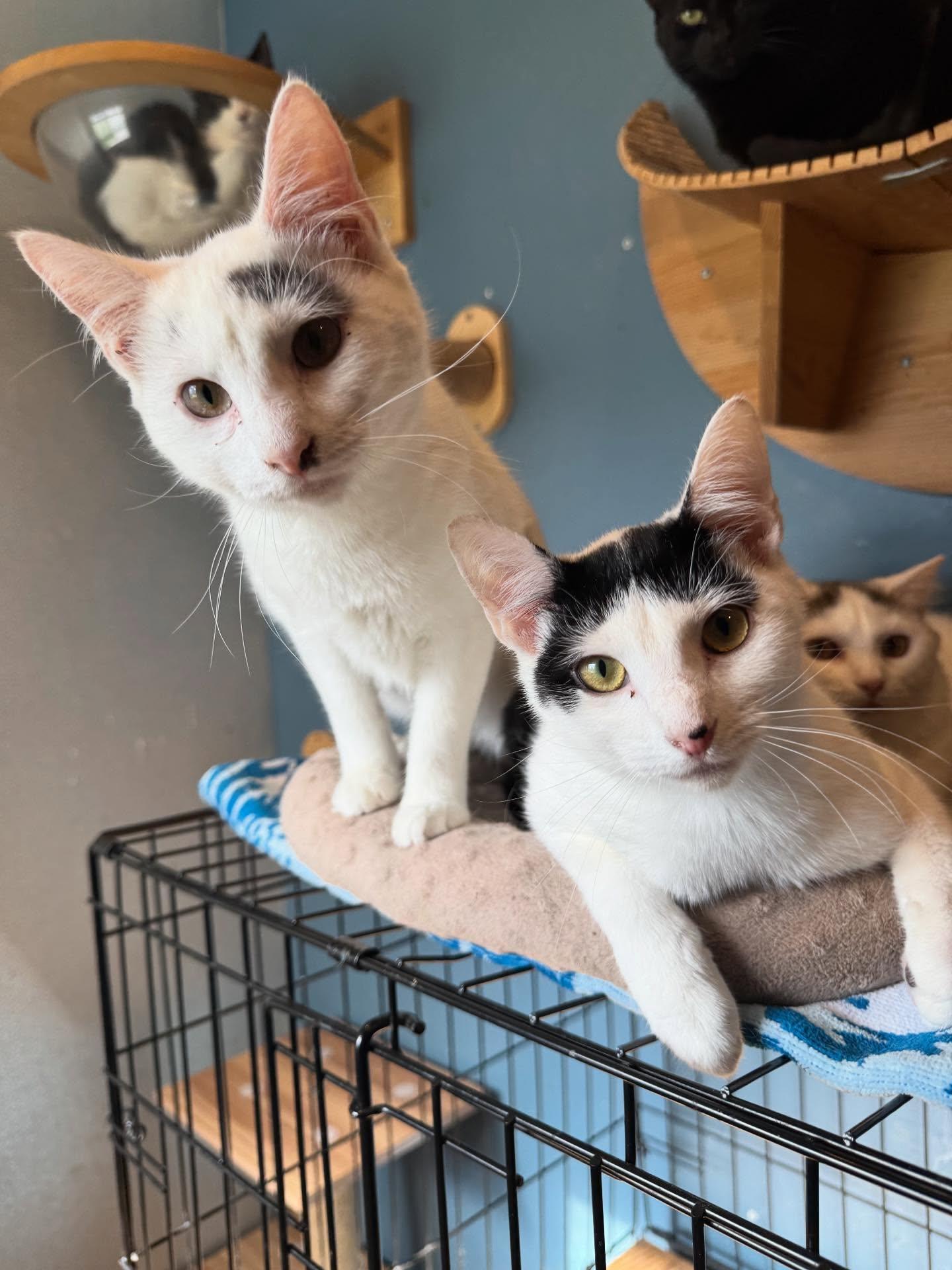 Blue & Magenta, a Adoptable Domestic Short Hair in Levittown, PA image 3/3