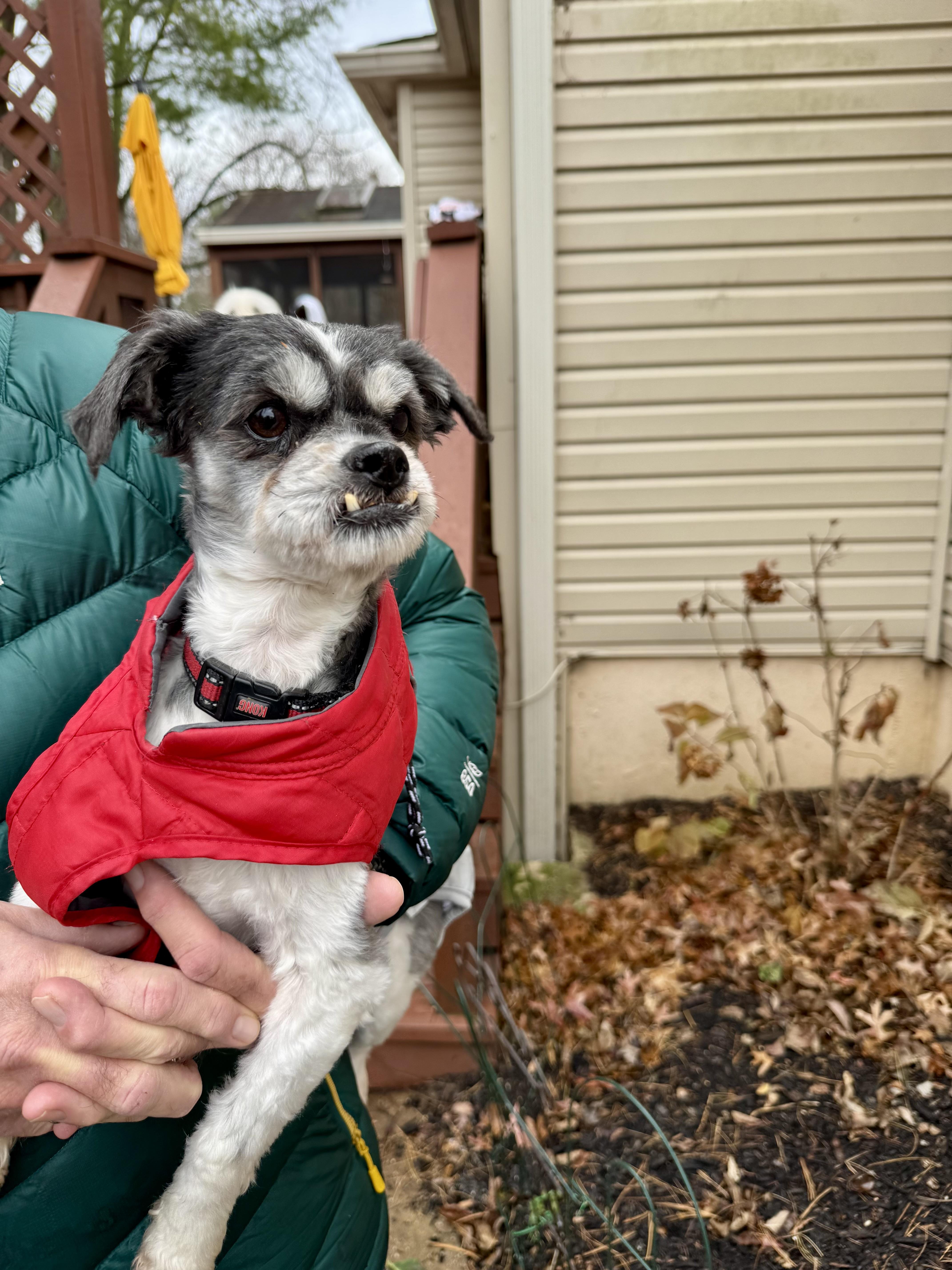 Darcy, a Adoptable mixed breed in POTOMAC, MD image 2/3