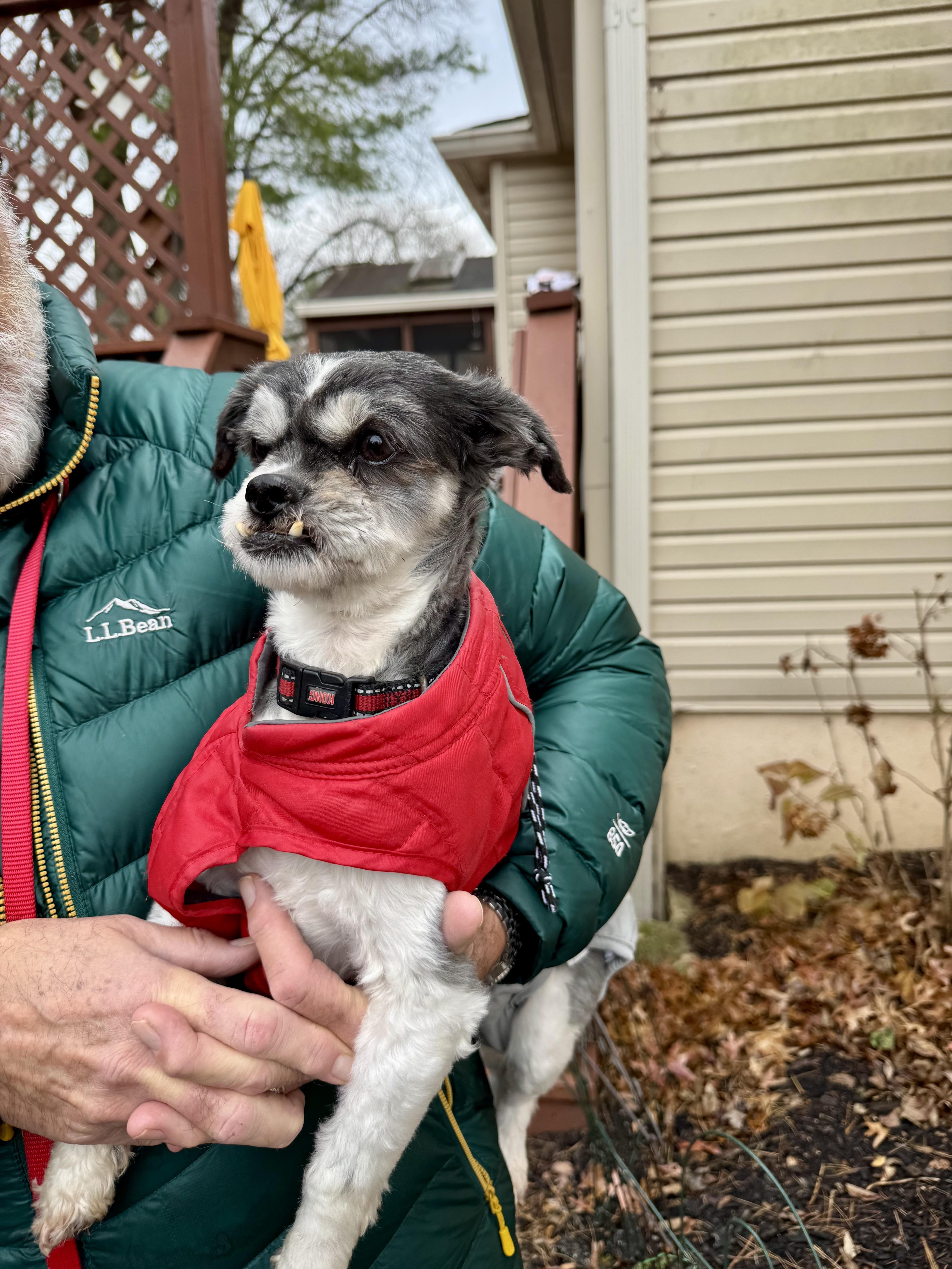 Darcy, a Adoptable mixed breed in POTOMAC, MD image 3/3