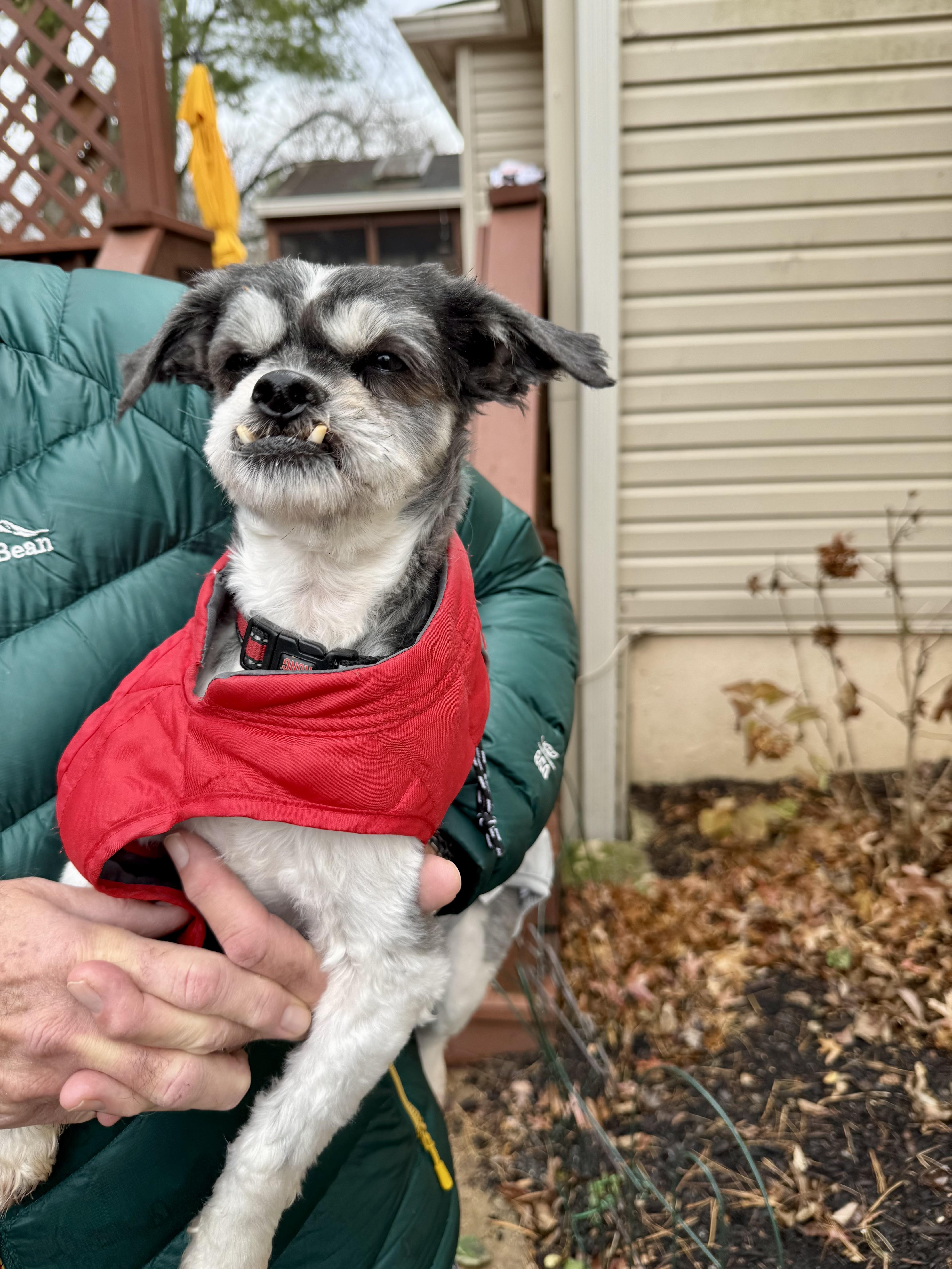 Darcy, Adoptable, Young Female Shih Tzu & Miniature Schnauzer.
