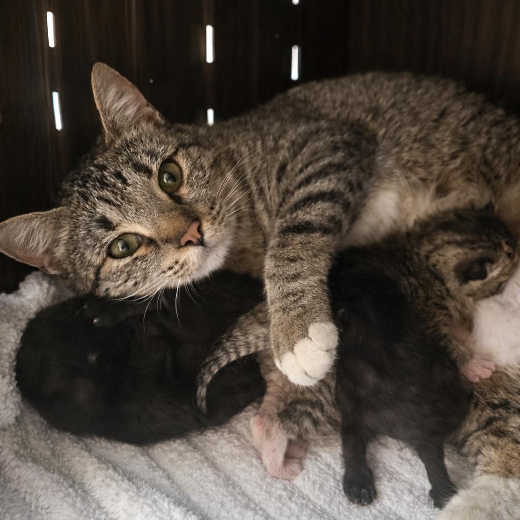 Enlarge Papa Don't Preach, a Adoptable Domestic Short Hair in Boerne, TX image 1/1