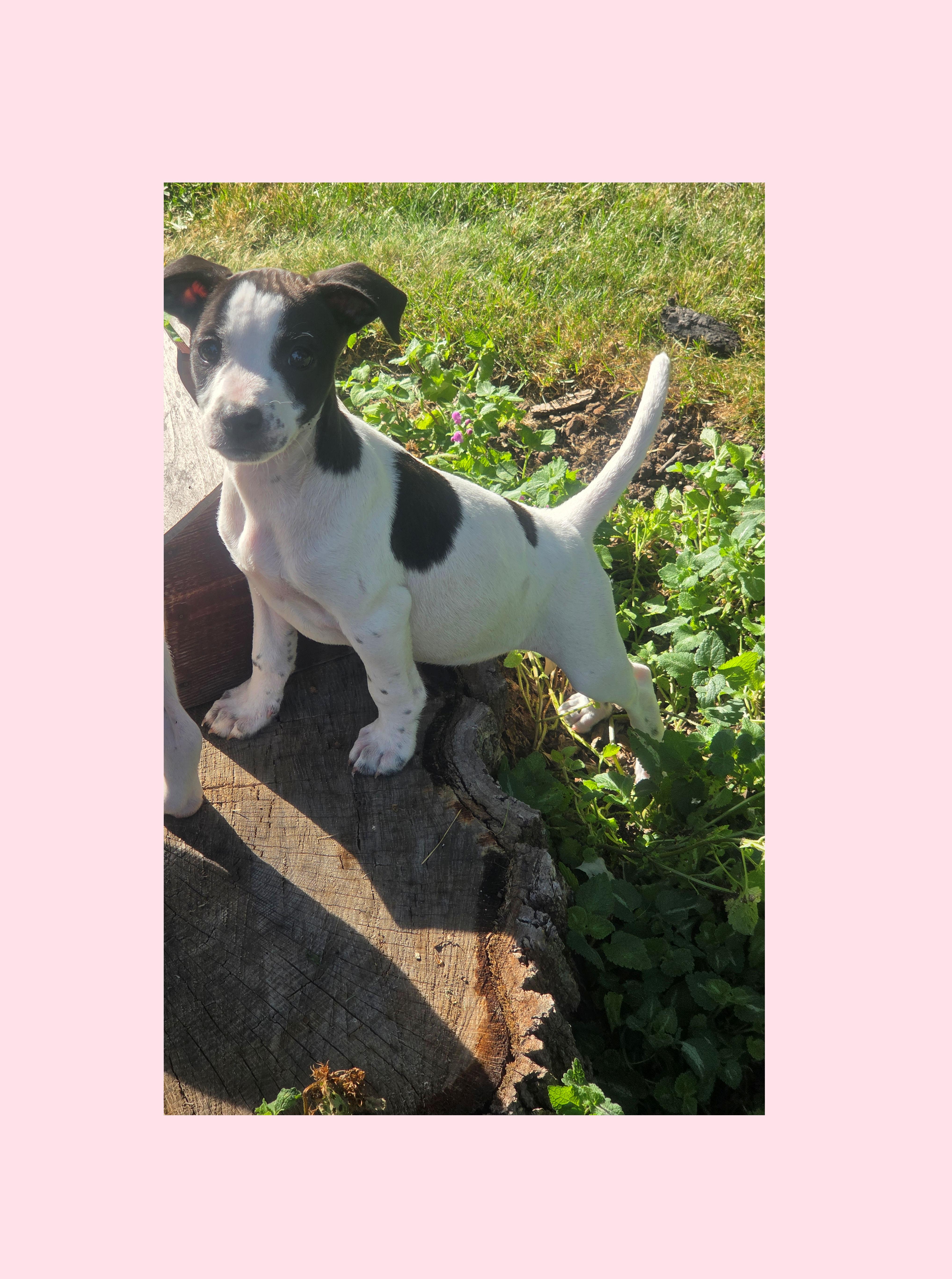 Cherry, adoptable, Puppy Female Boston Terrier & Terrier.