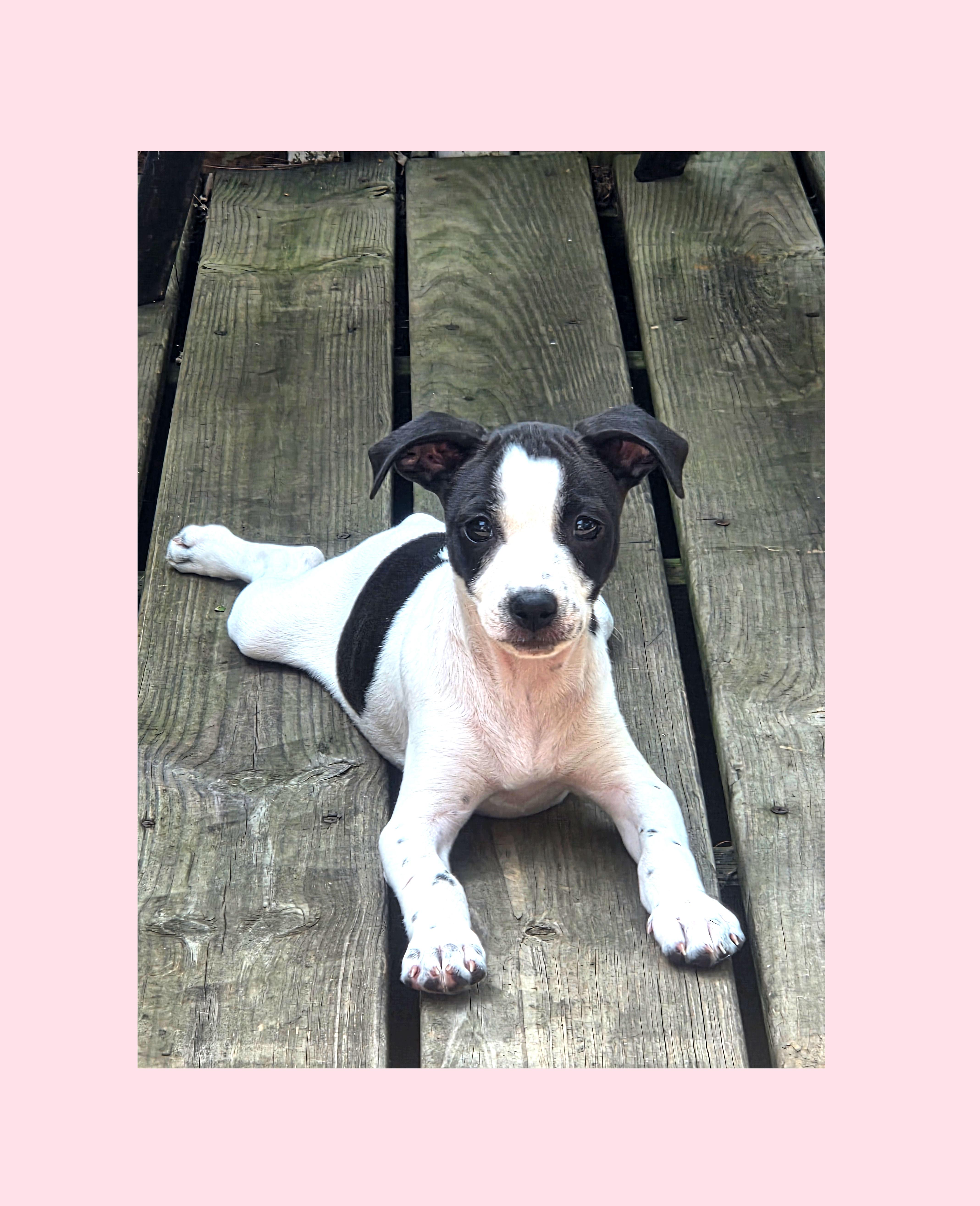 Cherry, an adoptable mixed breed in Lake Geneva, WI image 2/4