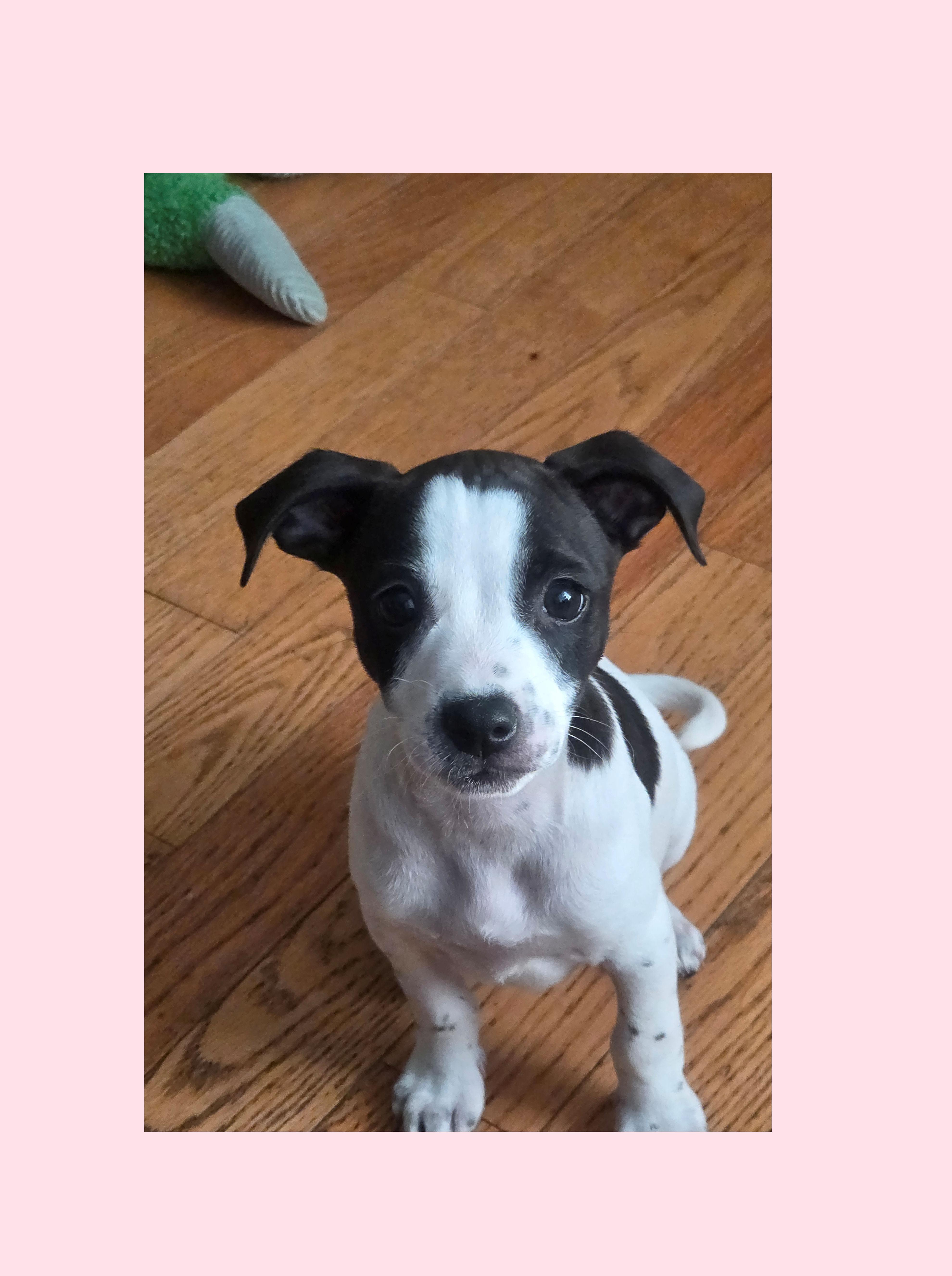 Cherry, an adoptable mixed breed in Lake Geneva, WI image 4/4