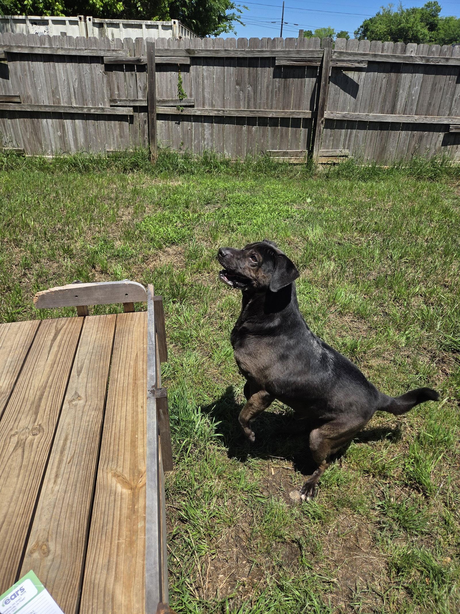 Chizzo, Adoptable, Adult Male Black Labrador Retriever & Shar-Pei.