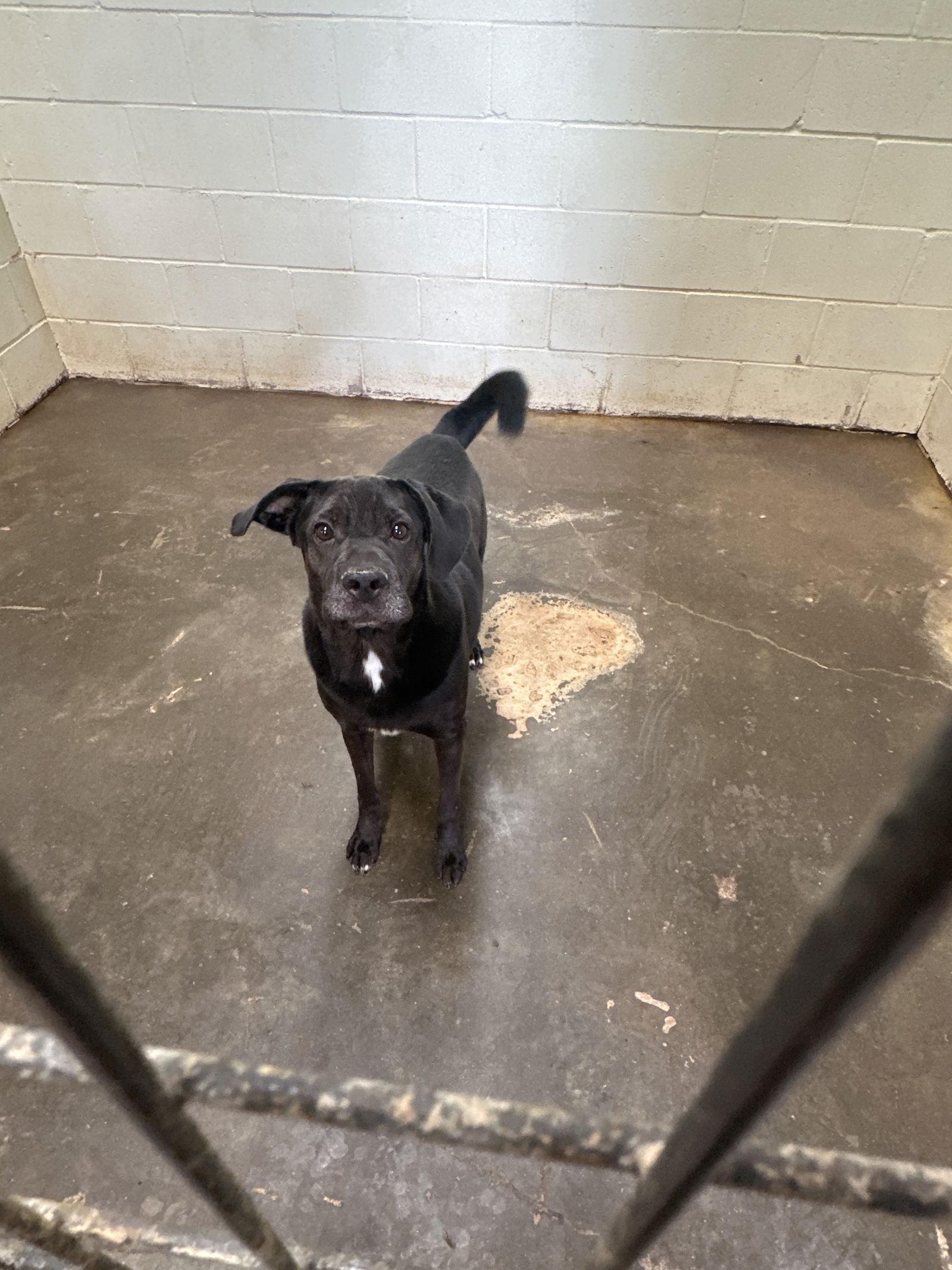 Enlarge Chizzo, a Adoptable mixed breed in Jackson, MS image 2/3