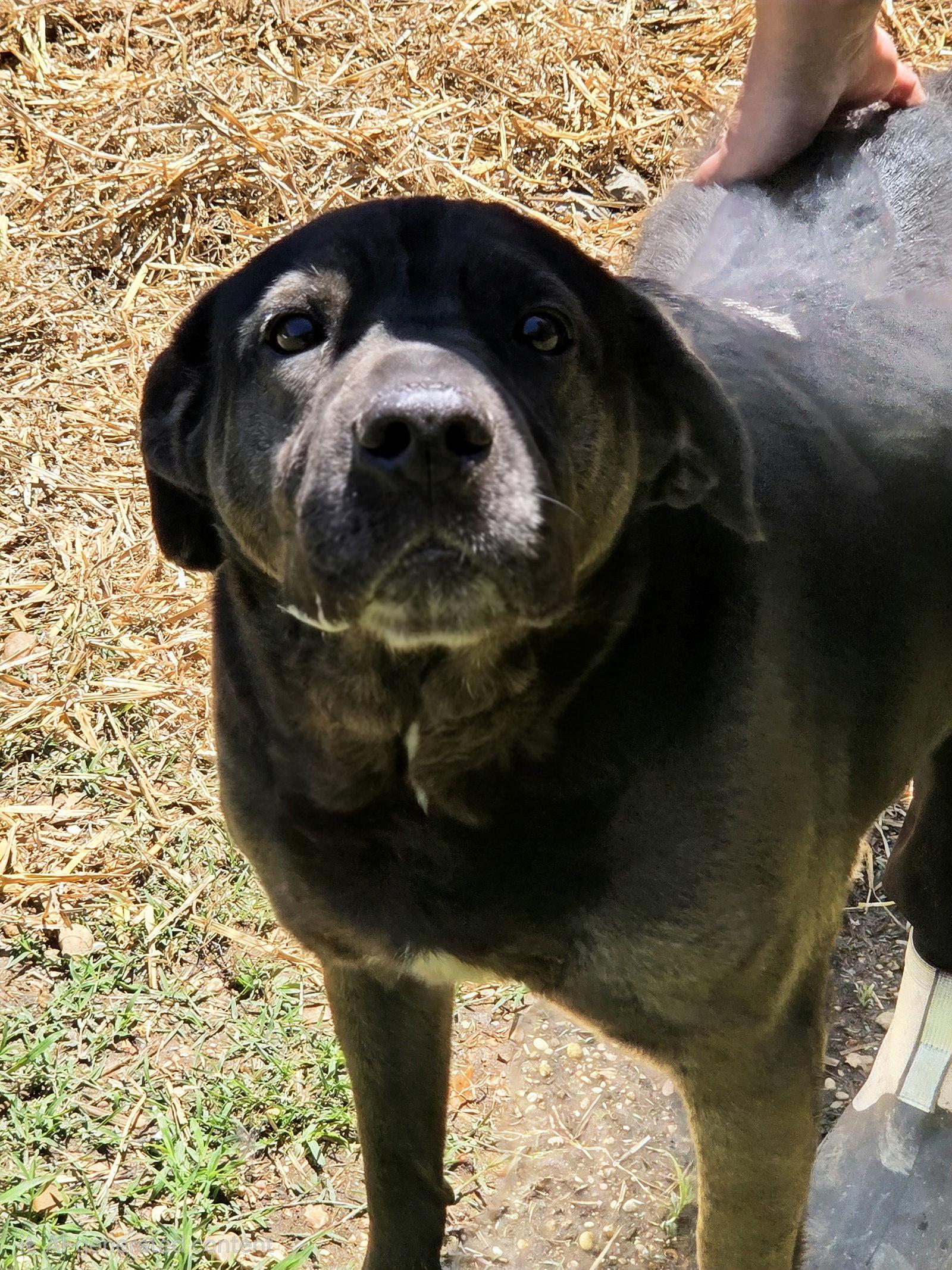 Enlarge Chizzo, a Adoptable mixed breed in Jackson, MS image 3/3