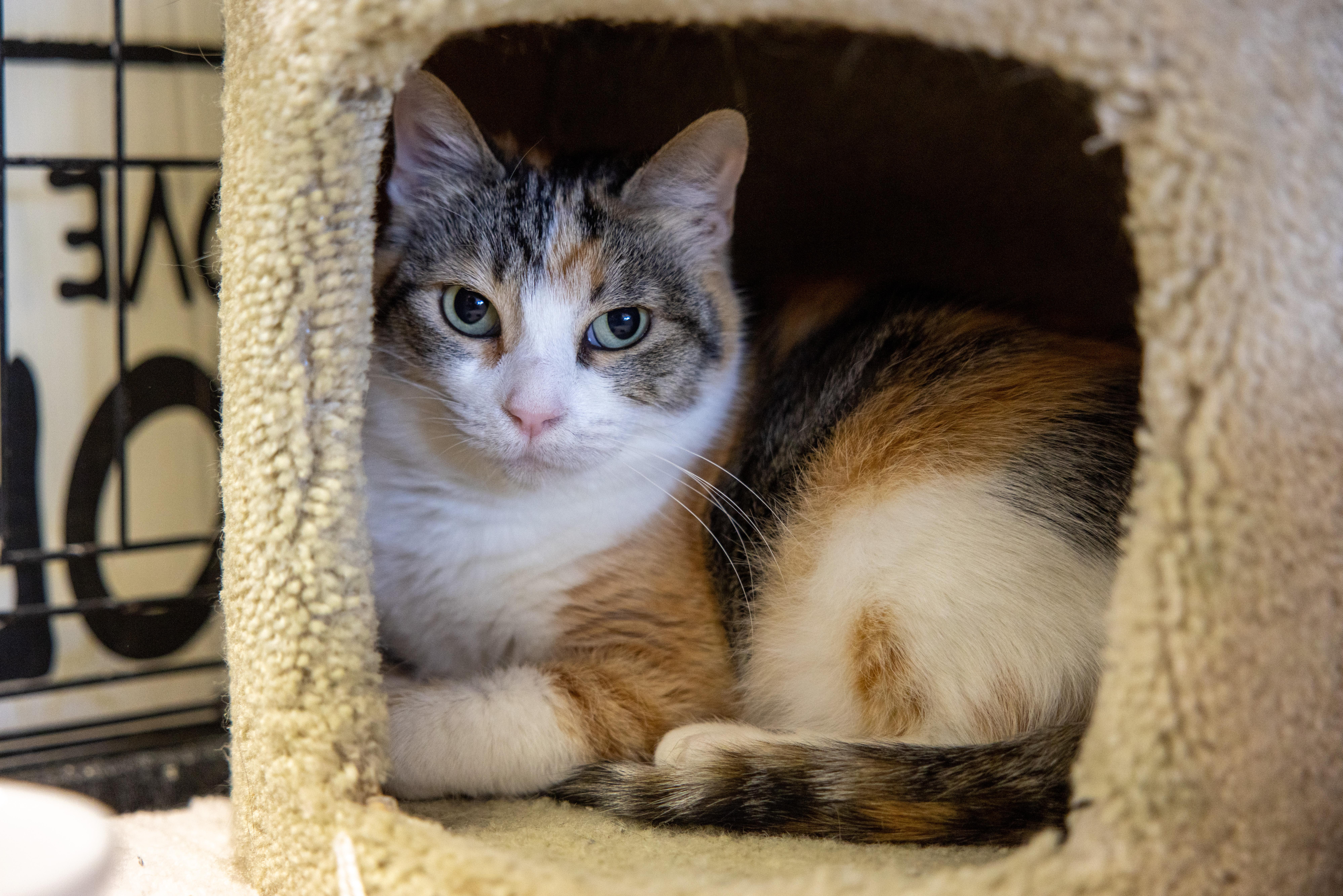 Enlarge Sammy, a Adoptable Calico in Helendale, CA image 1/1