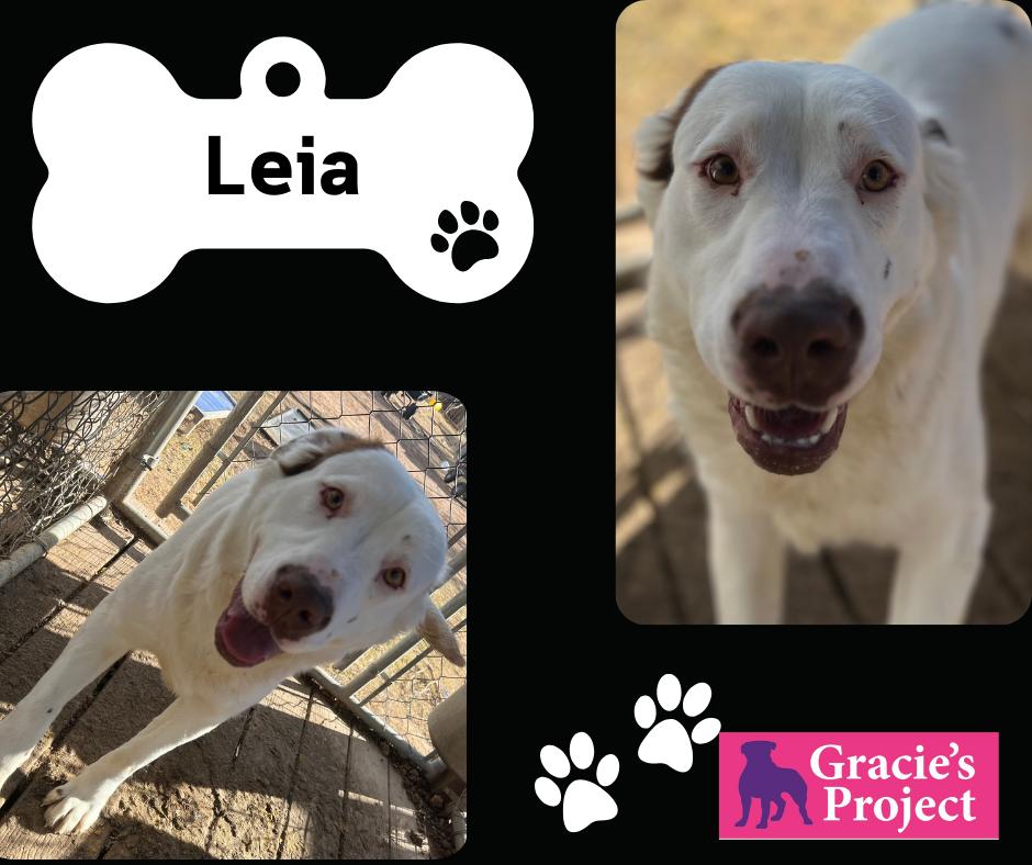 Leia — thumbnail 2