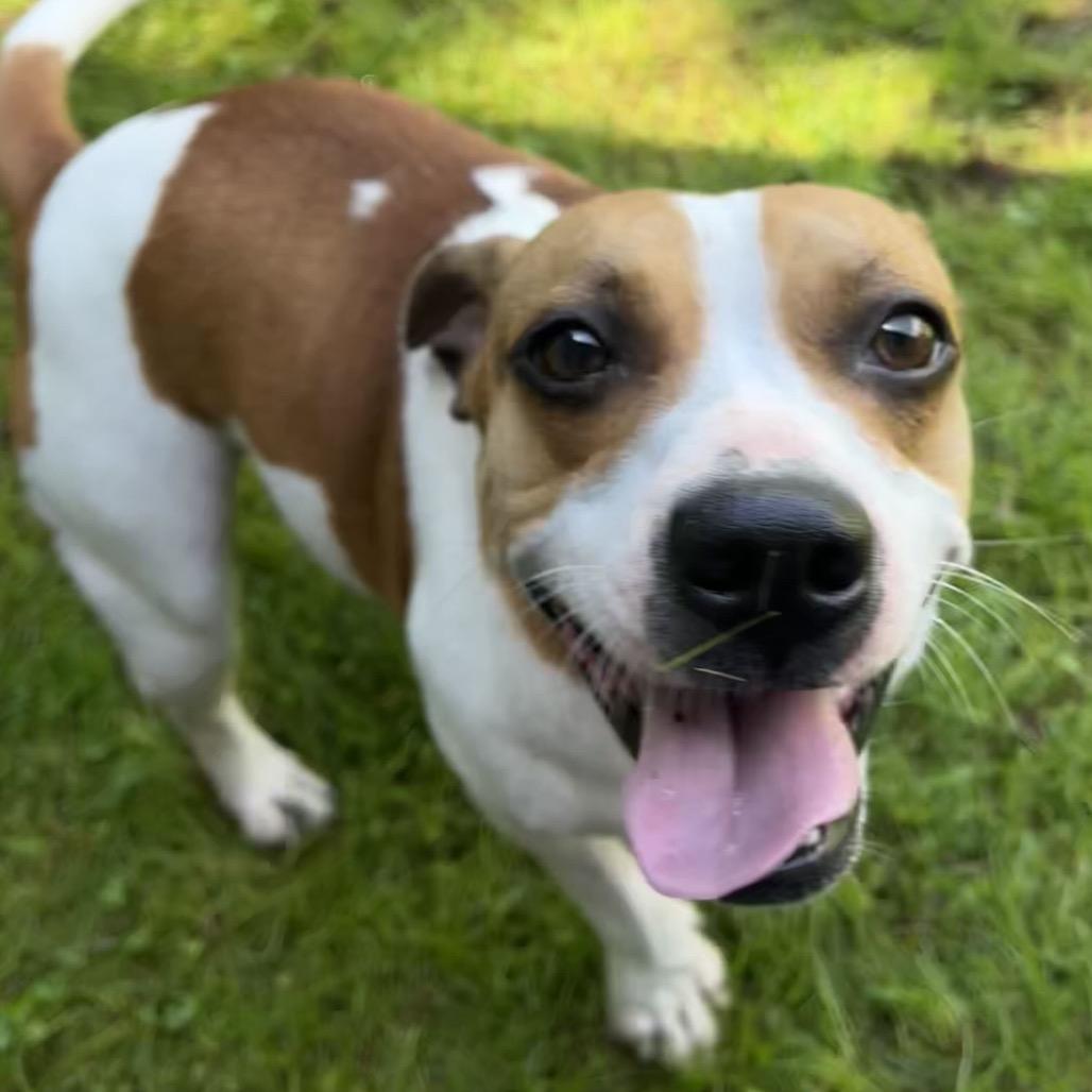 Enlarge Miss Piggy, a Adoptable mixed breed in Franklin, NC image 2/2