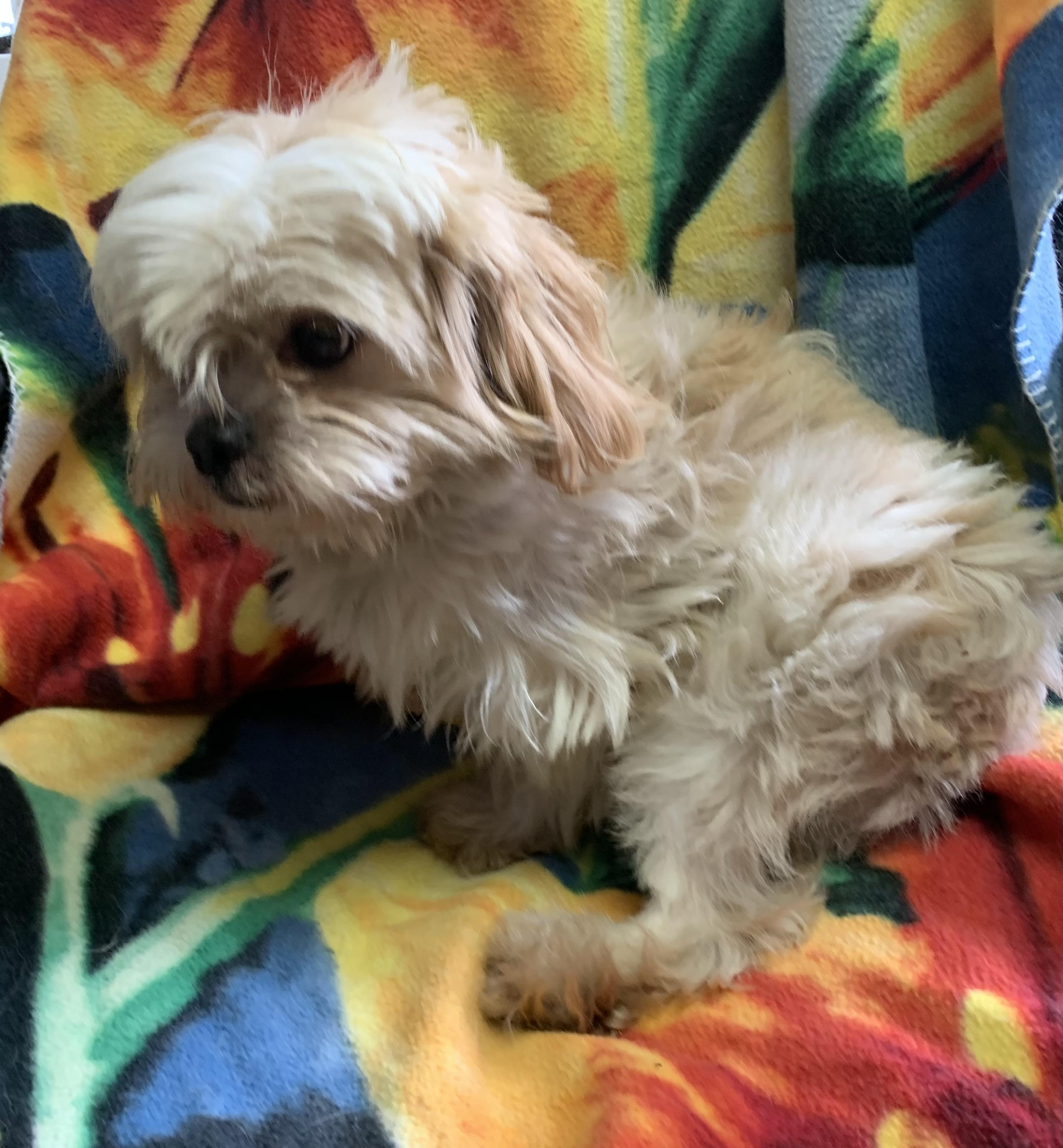 Enlarge Falkor, a Adopted mixed breed in Massena, NY image 4/4