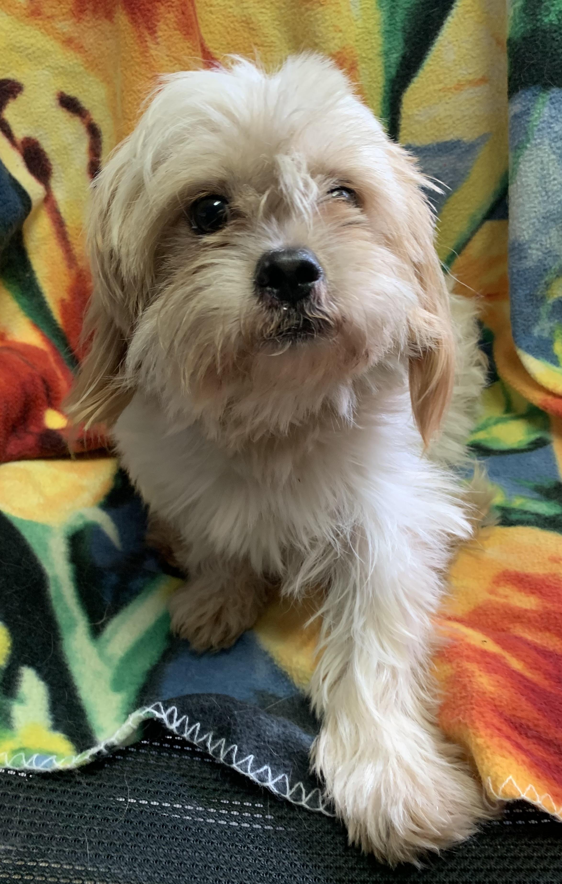 Falkor, Adopted, Adult Male Shih Tzu.