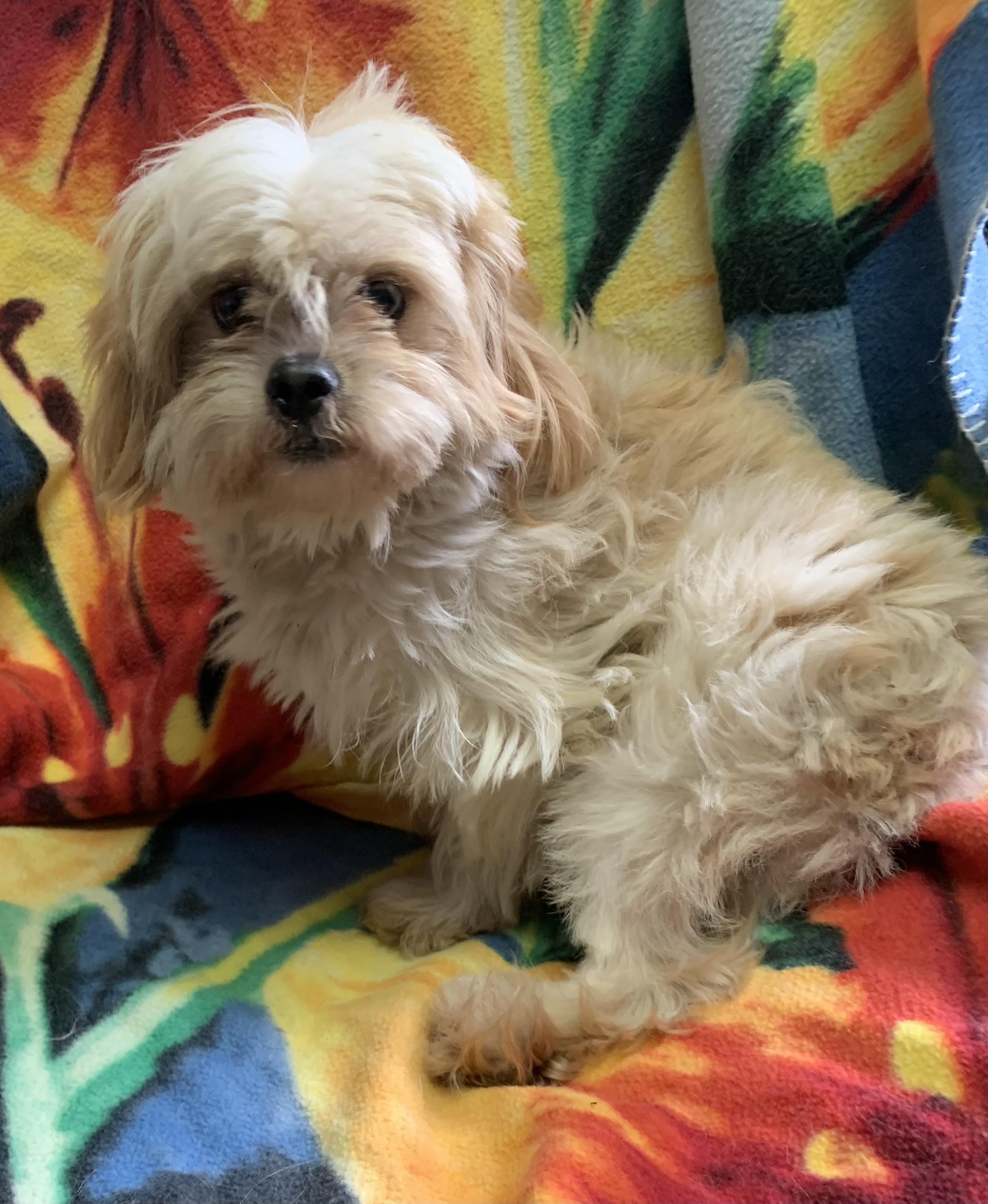 Enlarge Falkor, a Adopted mixed breed in Massena, NY image 2/4