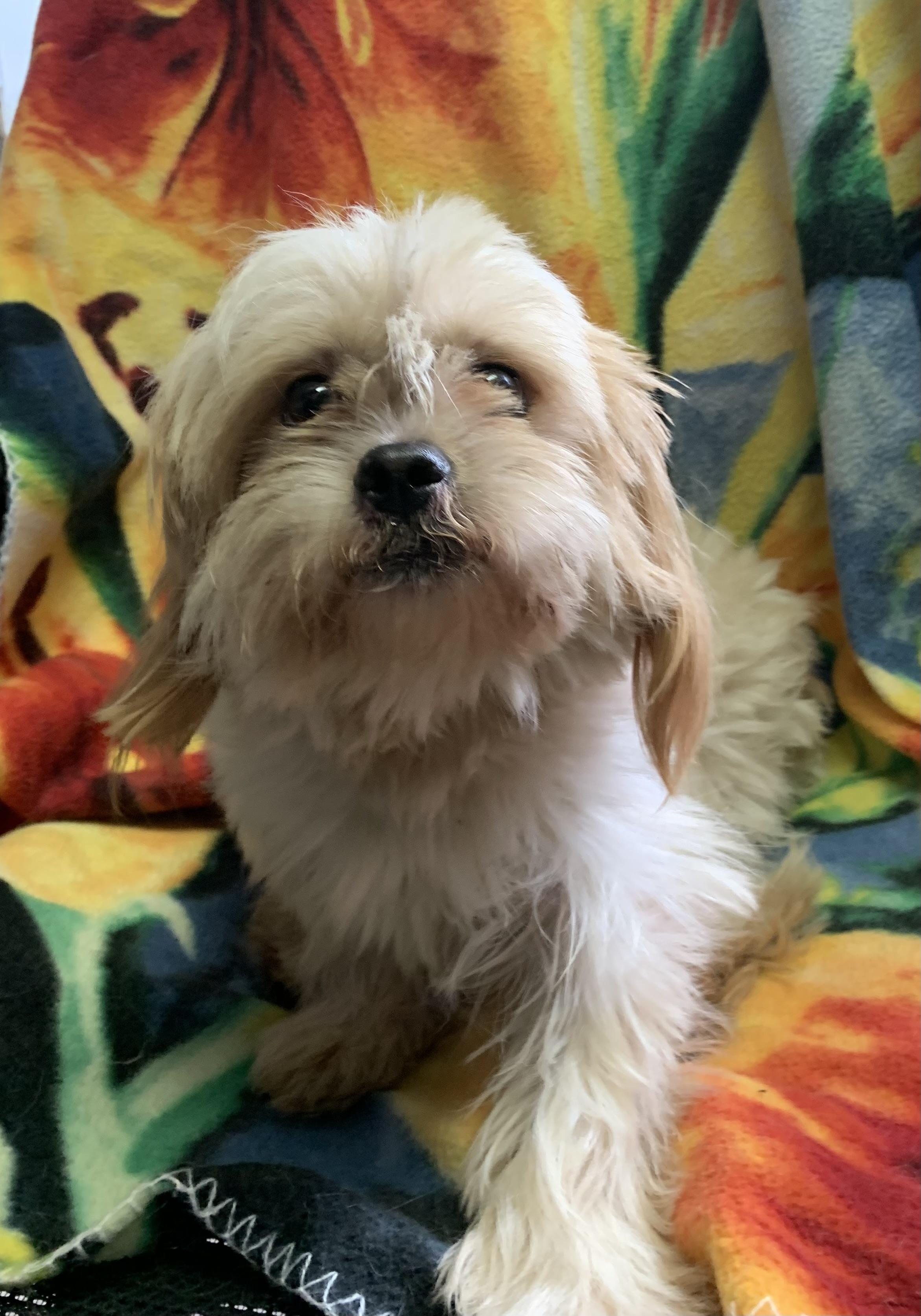 Enlarge Falkor, a Adopted mixed breed in Massena, NY image 3/4