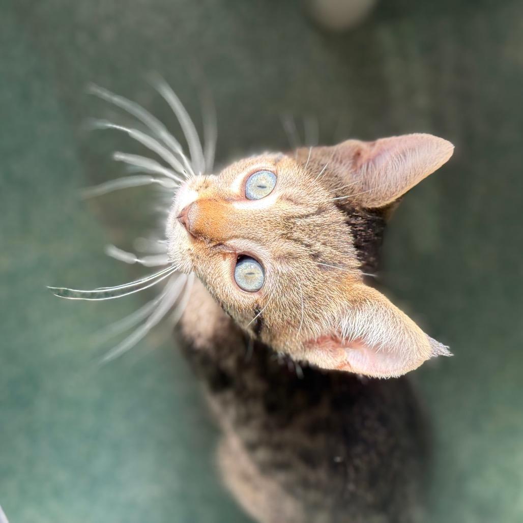 Sparkles, Adoptable, Kitten Female Domestic Short Hair.
