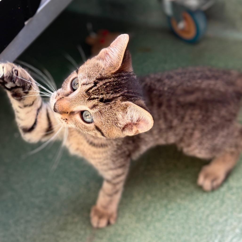 Sparkles, a Adoptable Domestic Short Hair in New Fairfield, CT image 3/5