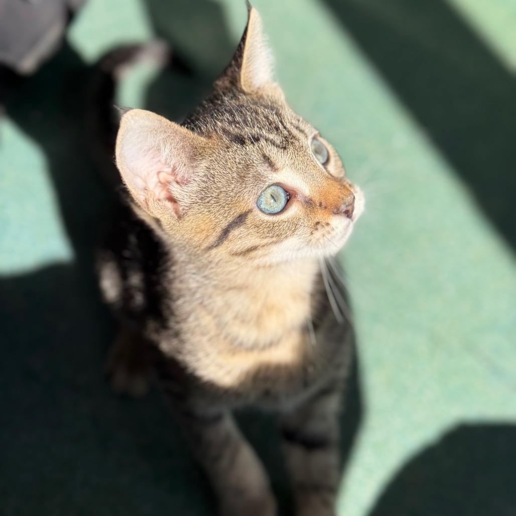 Sparkles, a Adoptable Domestic Short Hair in New Fairfield, CT image 4/5