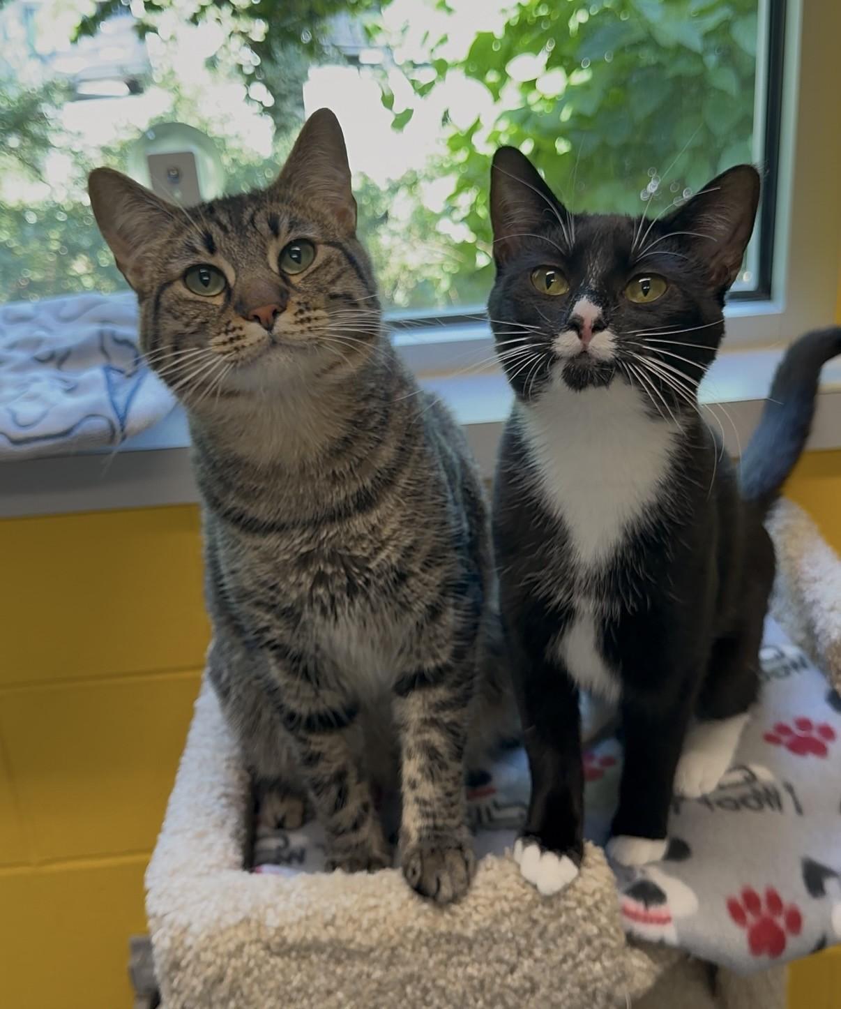 Gale & Raine, a ADOPTABLE Domestic Short Hair in Delta, BC image 2/3