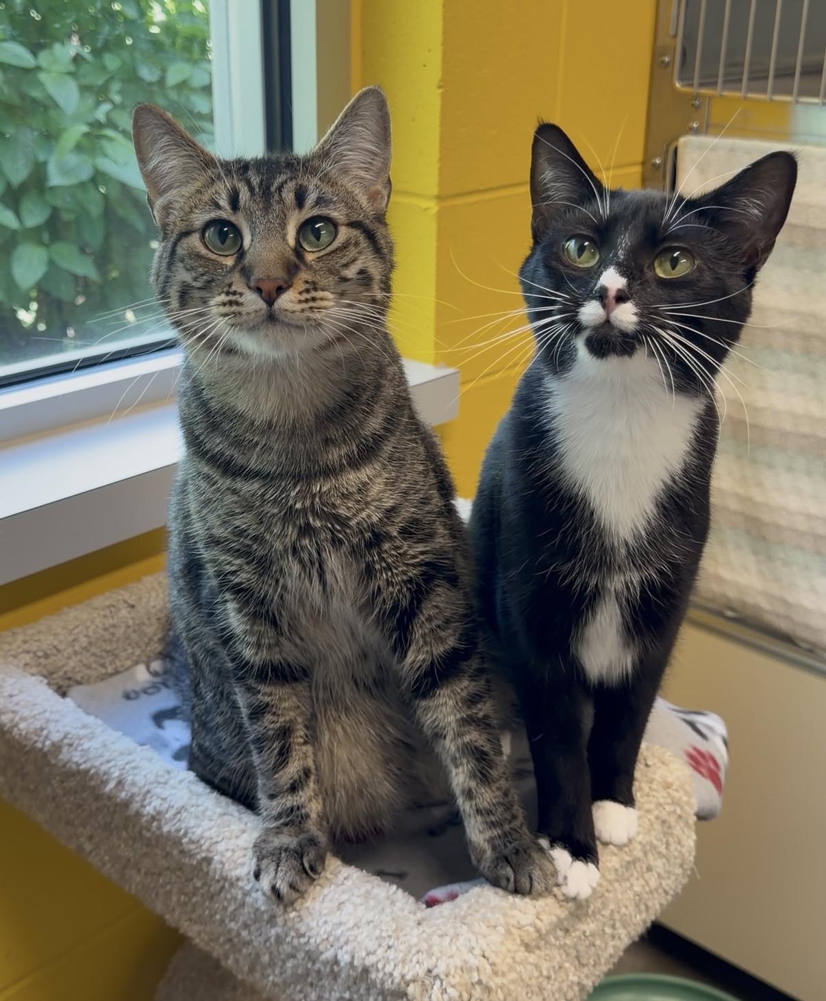 Gale & Raine, a ADOPTABLE Domestic Short Hair in Delta, BC image 1/3