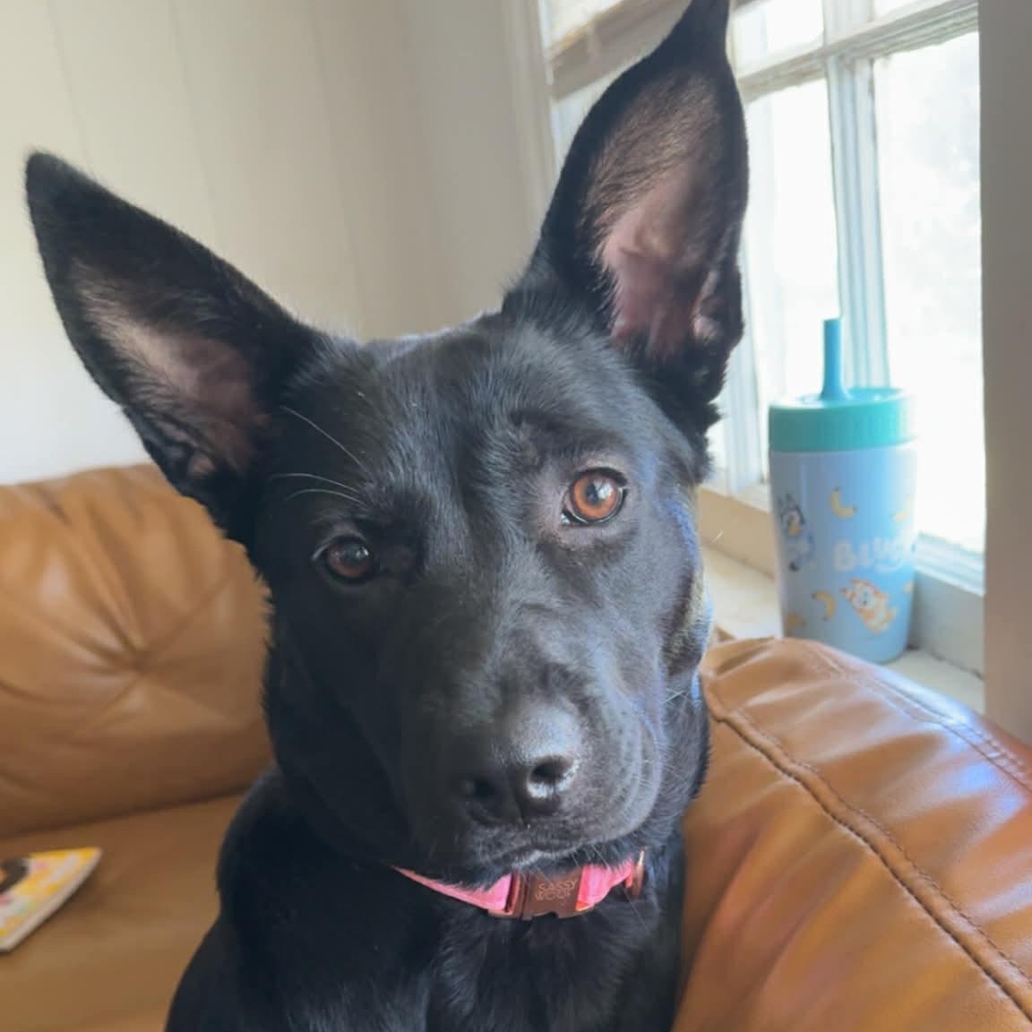 Enlarge Ruby, a ADOPTABLE mixed breed in Manhasset, NY image 3/3