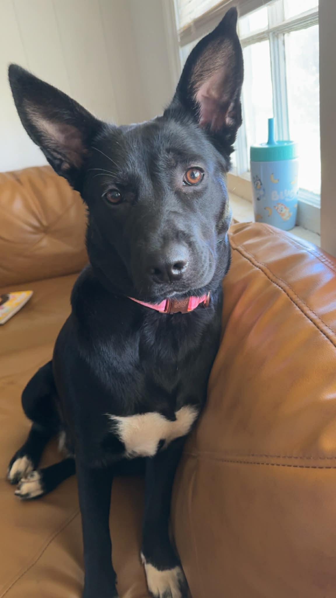 Enlarge Ruby, a ADOPTABLE mixed breed in Manhasset, NY image 1/2