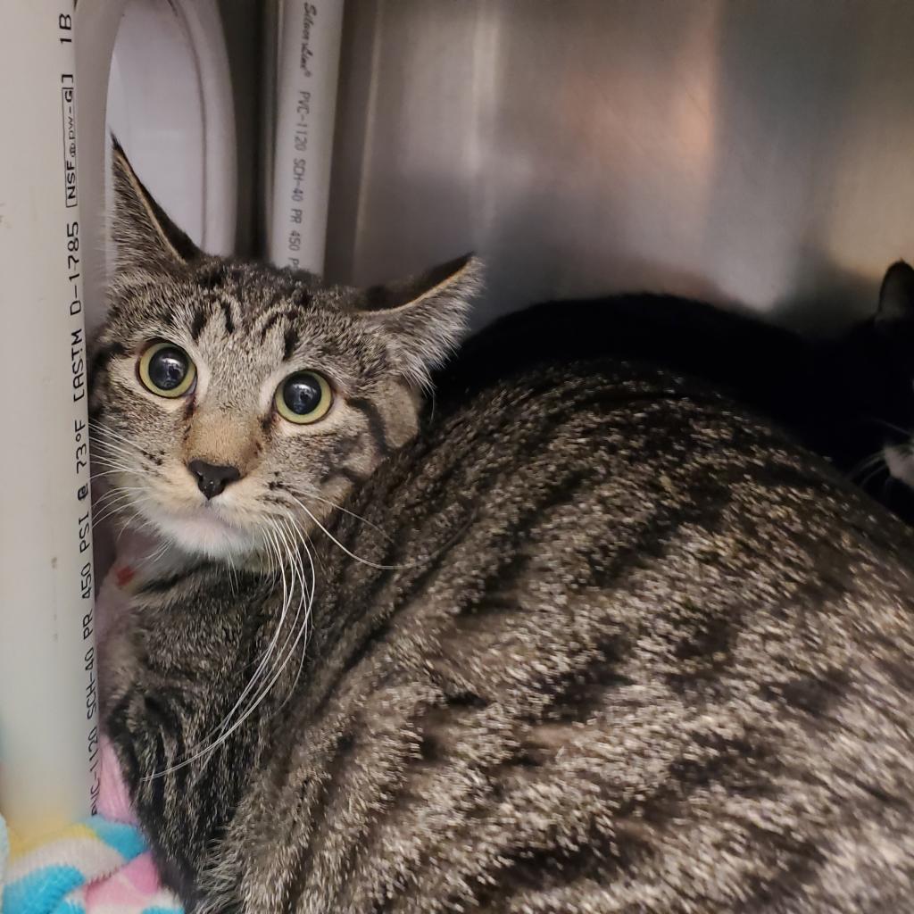 Enlarge Hot Pockets, a Adoptable Domestic Short Hair in Murray, UT image 1/4