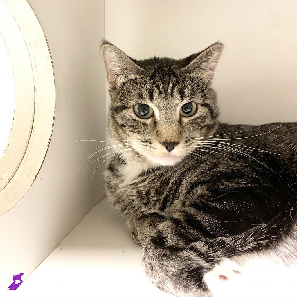 Enlarge Hot Pockets, a Adoptable Domestic Short Hair in Murray, UT image 2/4