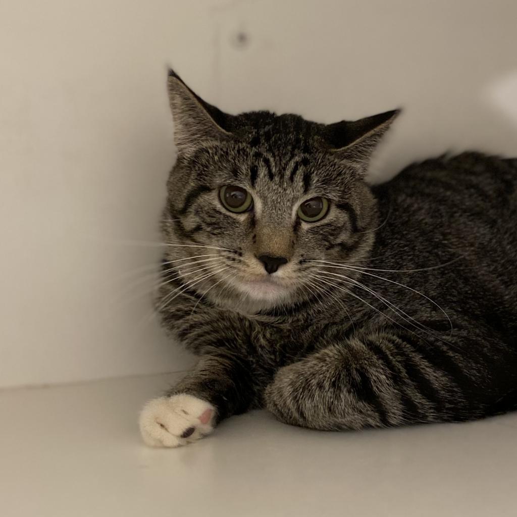 Enlarge Hot Pockets, a Adoptable Domestic Short Hair in Murray, UT image 3/4