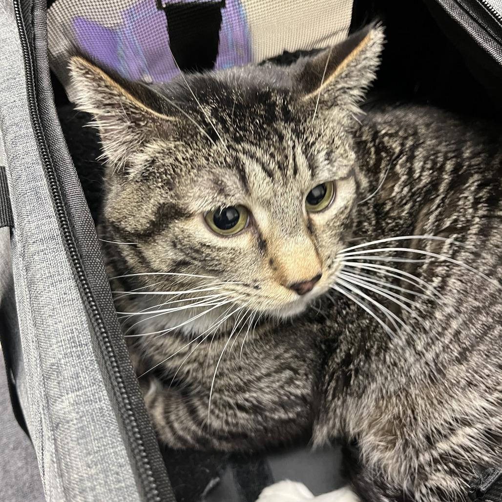 Enlarge Hot Pockets, a Adoptable Domestic Short Hair in Murray, UT image 4/4