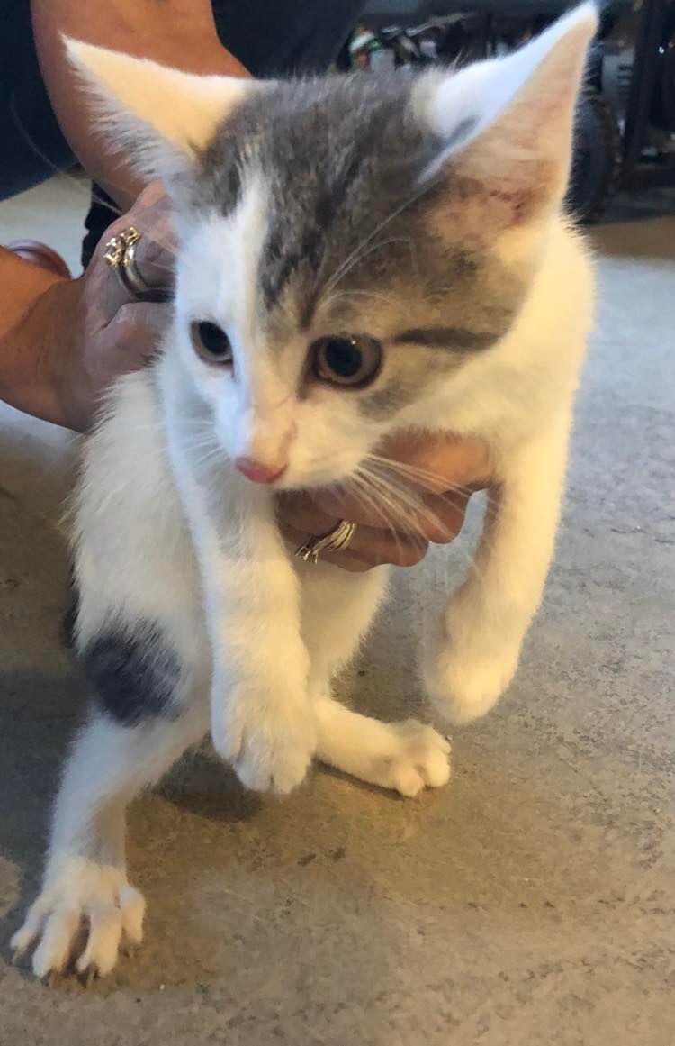 Matzo and Focaccia, a Adoptable mixed breed in Crown Point, IN image 1/6