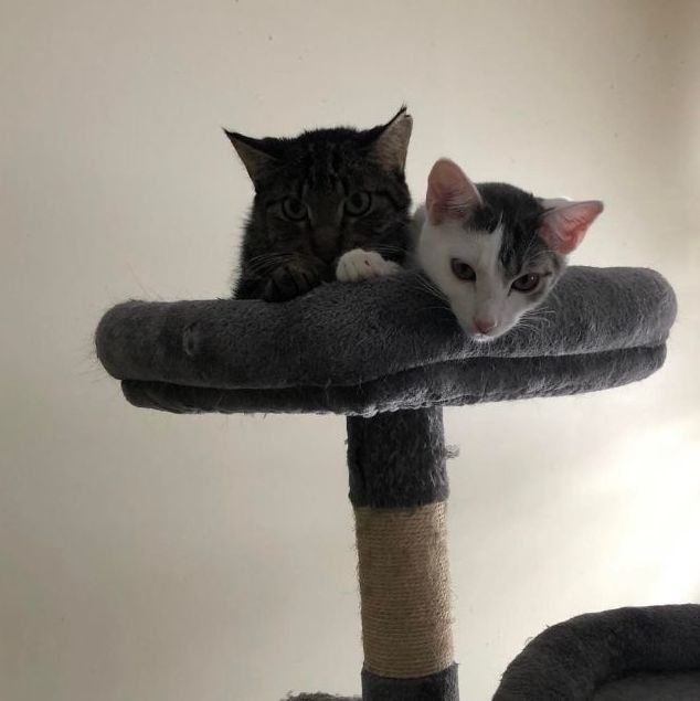 Matzo and Focaccia, a Adoptable mixed breed in Crown Point, IN image 2/6