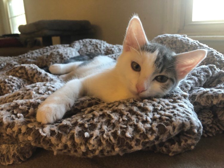 Matzo and Focaccia, a Adoptable mixed breed in Crown Point, IN image 3/6