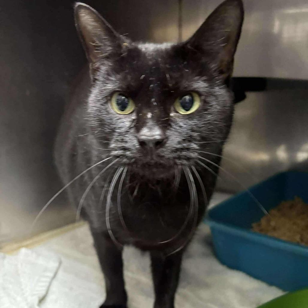 Enlarge Lucy, a Adoptable Domestic Short Hair in Chantilly, VA image 1/1