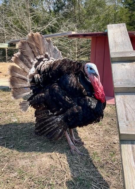 Captain Jack Sparrow, an adopted Turkey in Nashville, TN image 1/6