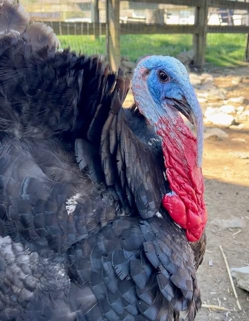 Captain Jack Sparrow, an adopted Turkey in Nashville, TN image 2/6