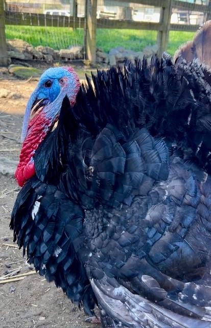 Captain Jack Sparrow, an adopted Turkey in Nashville, TN image 4/6