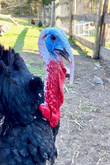 Captain Jack Sparrow, an adopted Turkey in Nashville, TN image 6/6
