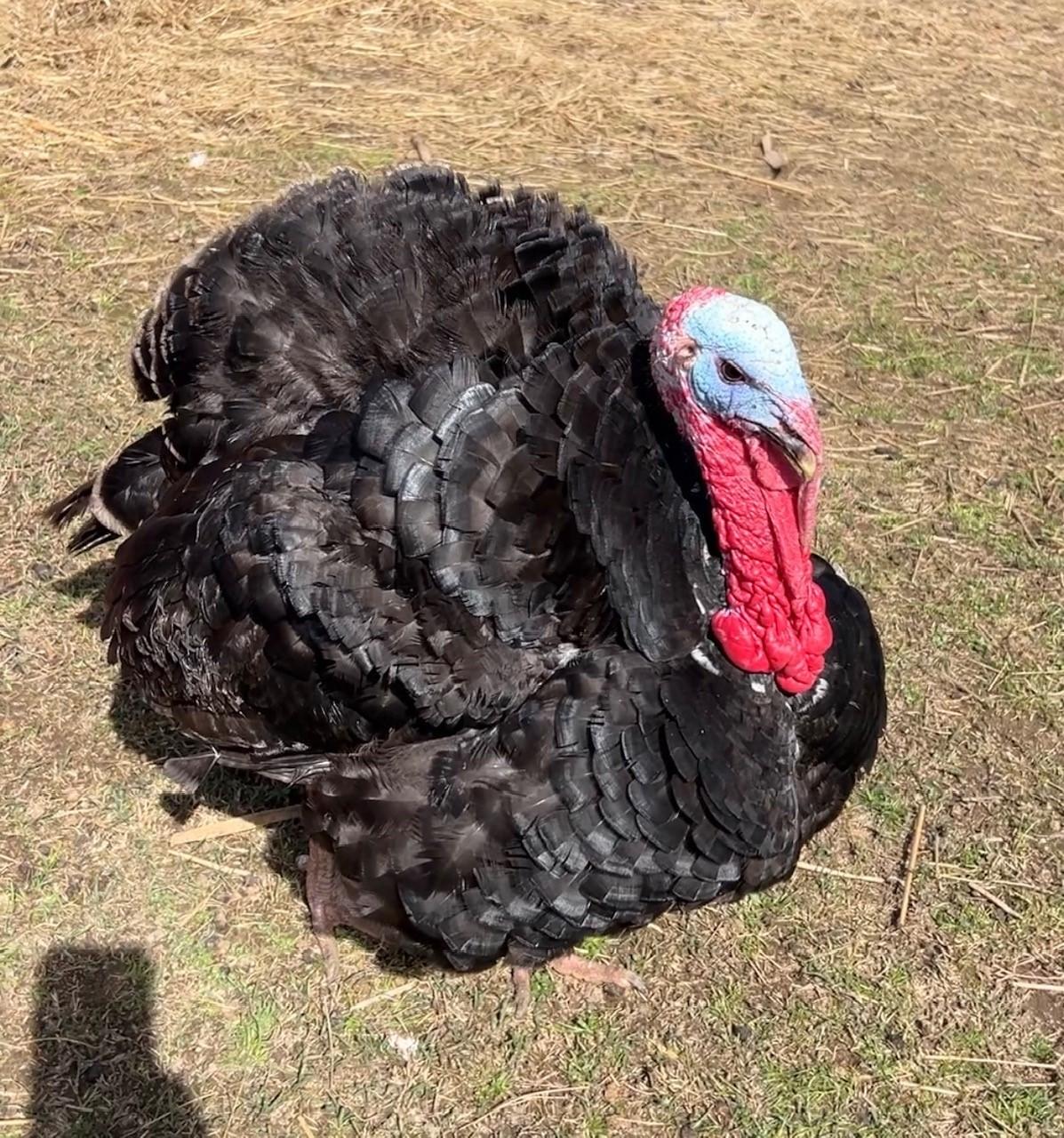 Captain Jack Sparrow, an adopted Turkey in Nashville, TN image 3/6