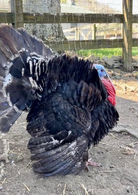 Captain Jack Sparrow, an adopted Turkey in Nashville, TN image 5/6