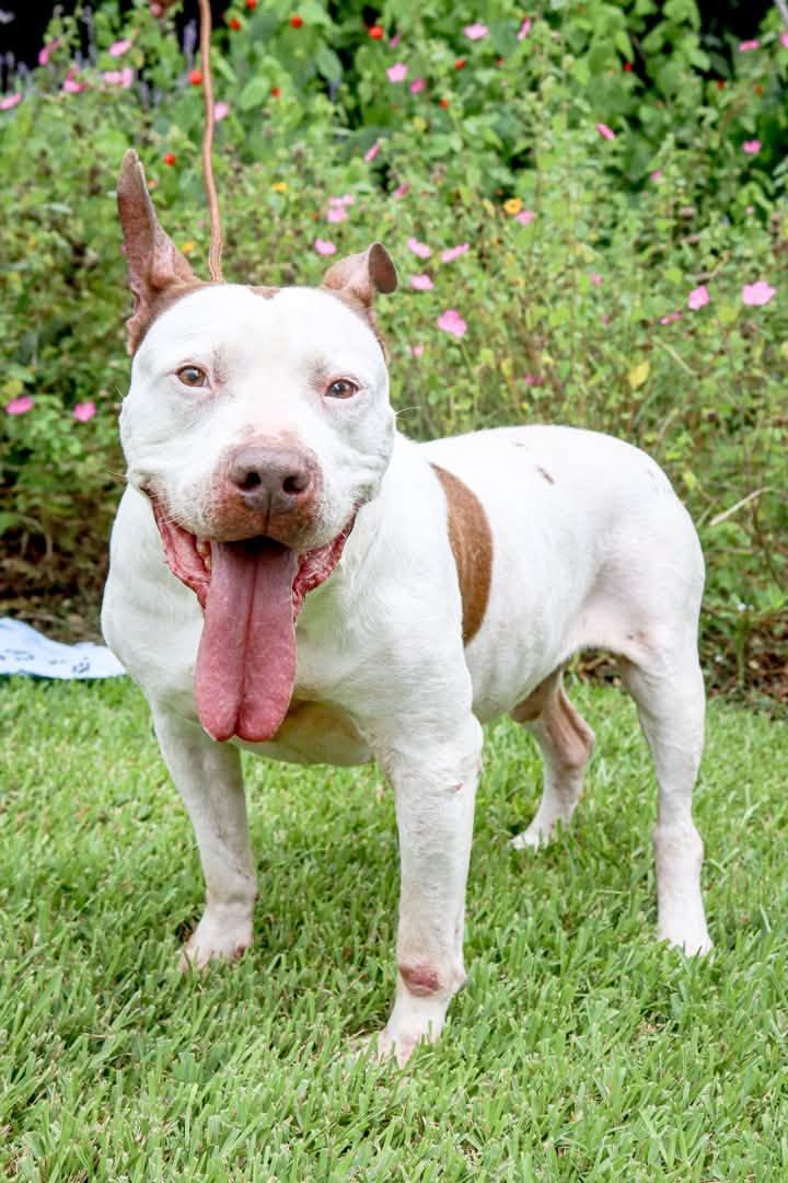Drax, a ADOPTABLE mixed breed in Houston, TX image 4/6