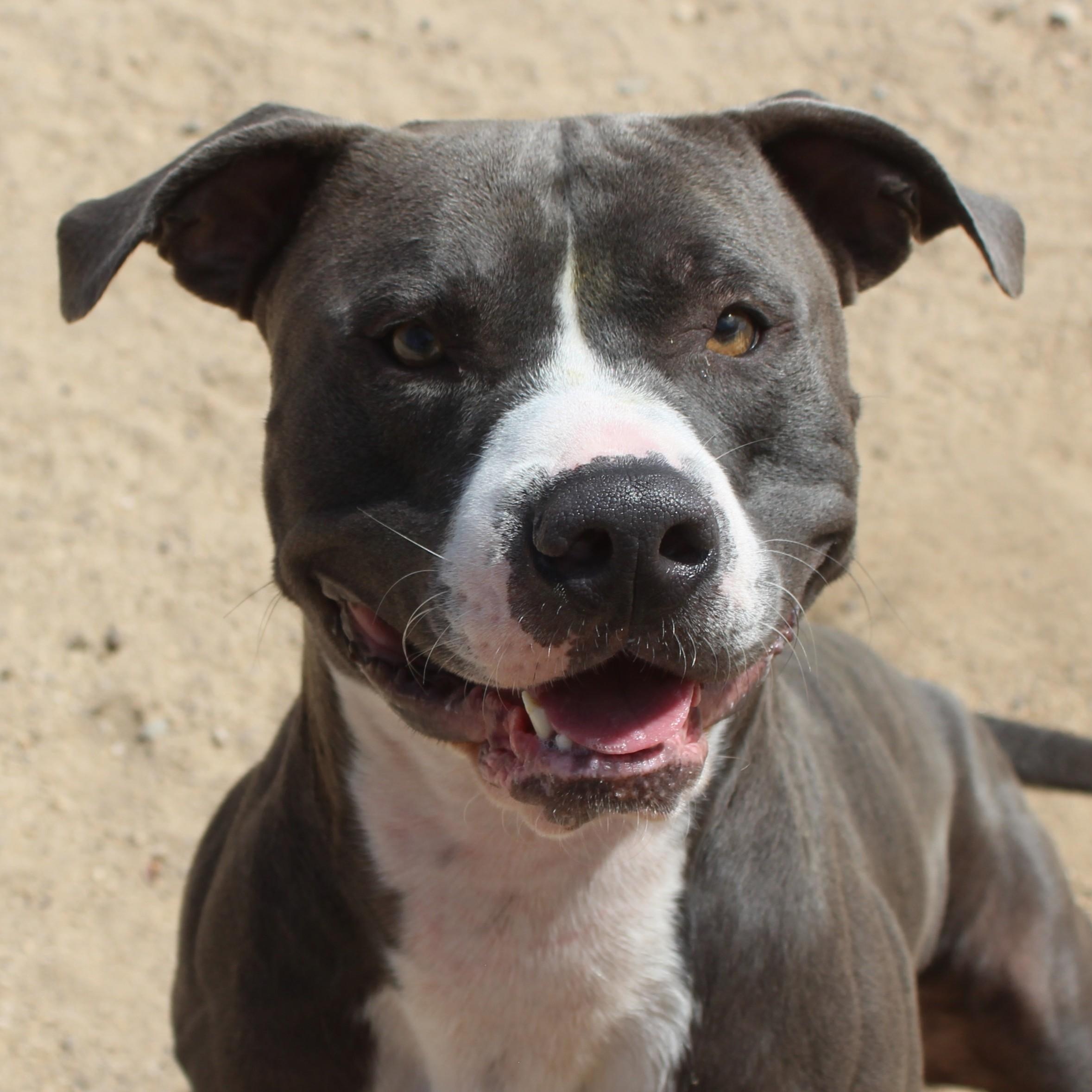 Kitty, Adopted, Young Male Pit Bull Terrier.
