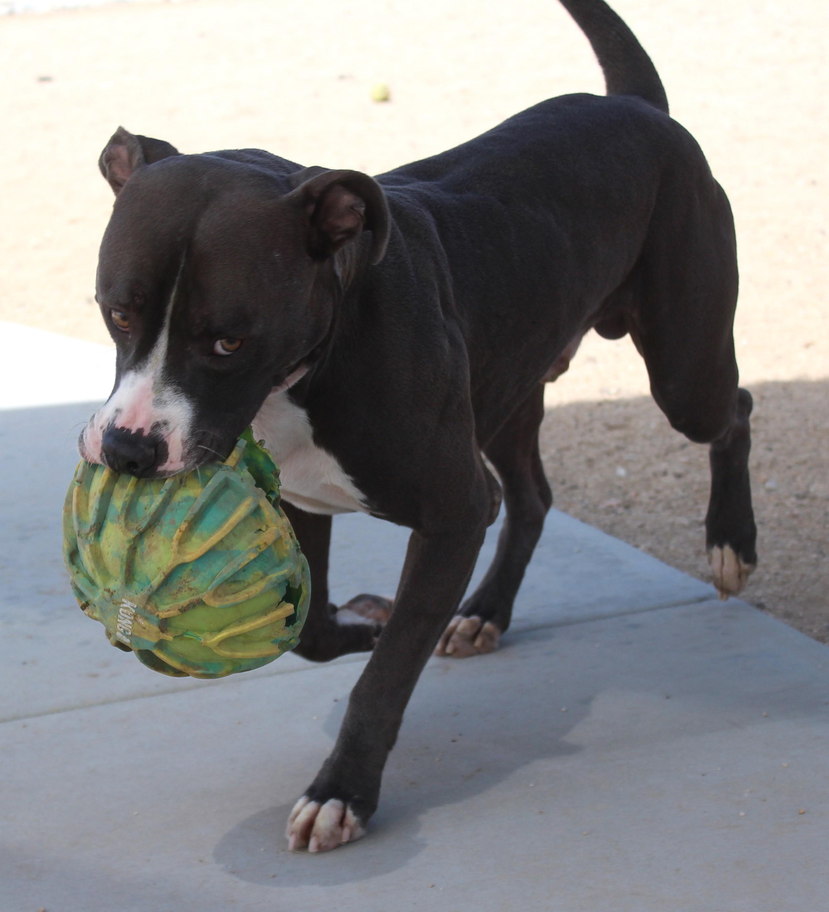 Enlarge Kitty, a Adopted Pit Bull Terrier in Yucca Valley, CA image 2/5