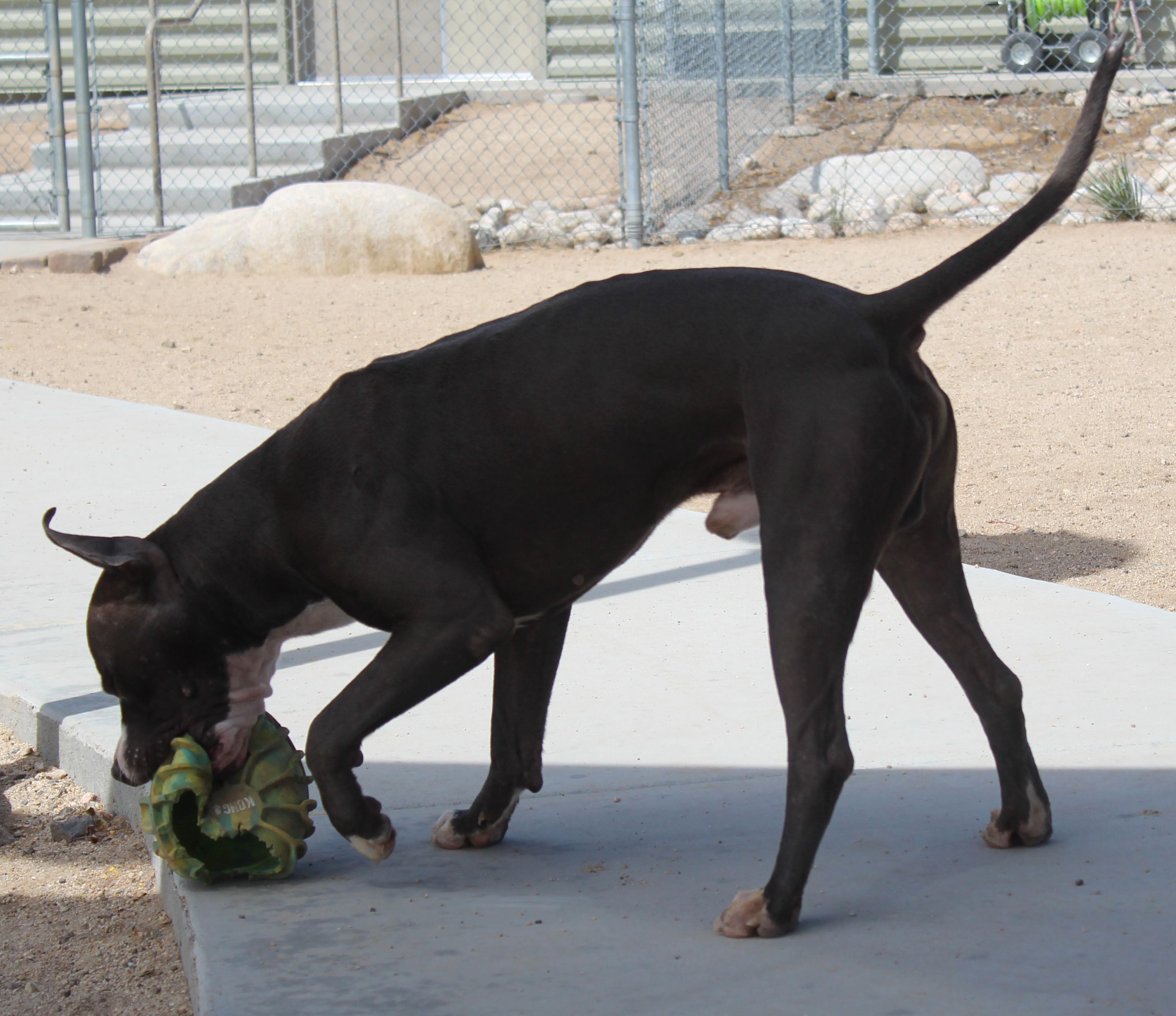 Enlarge Kitty, a Adopted Pit Bull Terrier in Yucca Valley, CA image 4/5