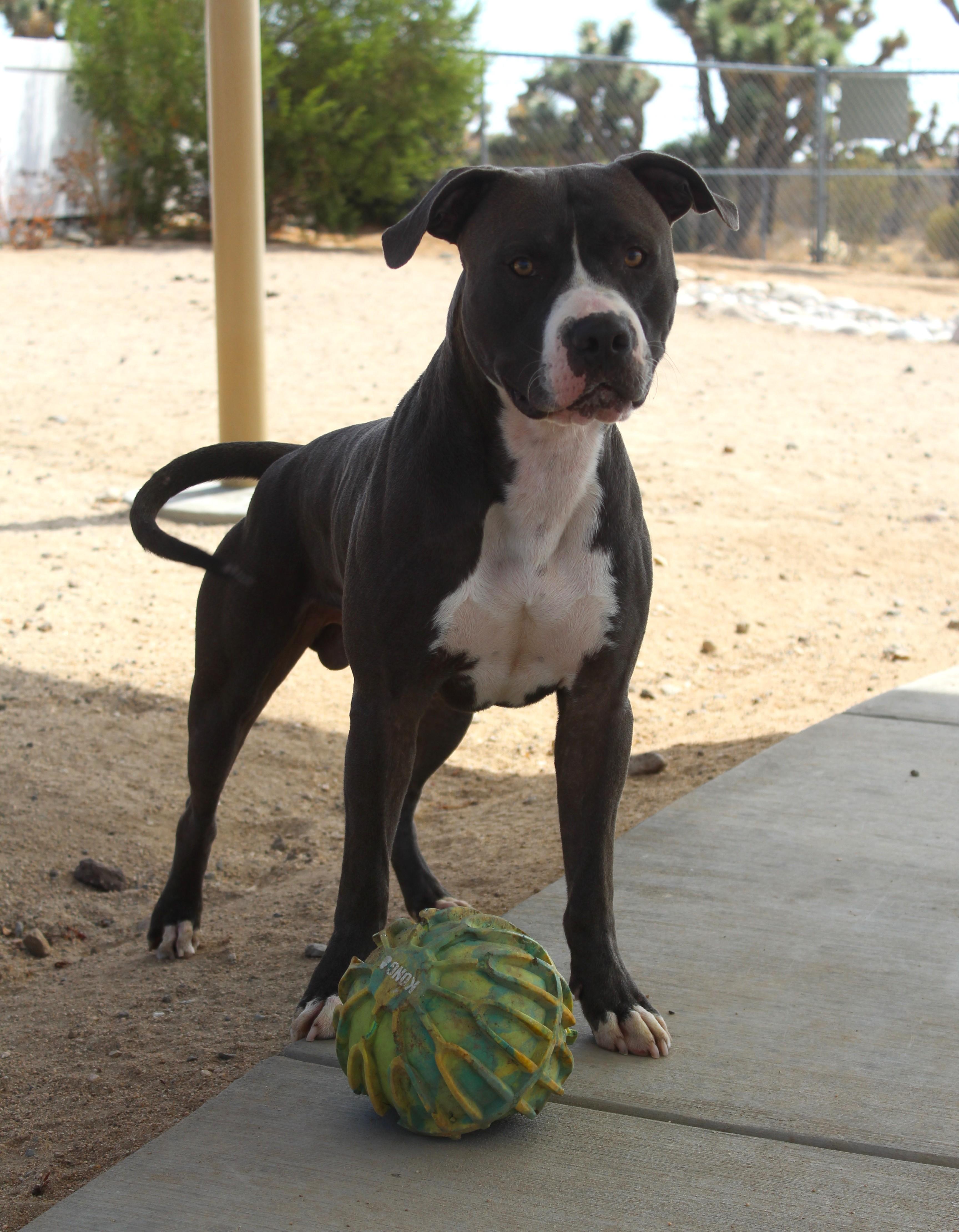 Enlarge Kitty, a Adopted Pit Bull Terrier in Yucca Valley, CA image 3/5